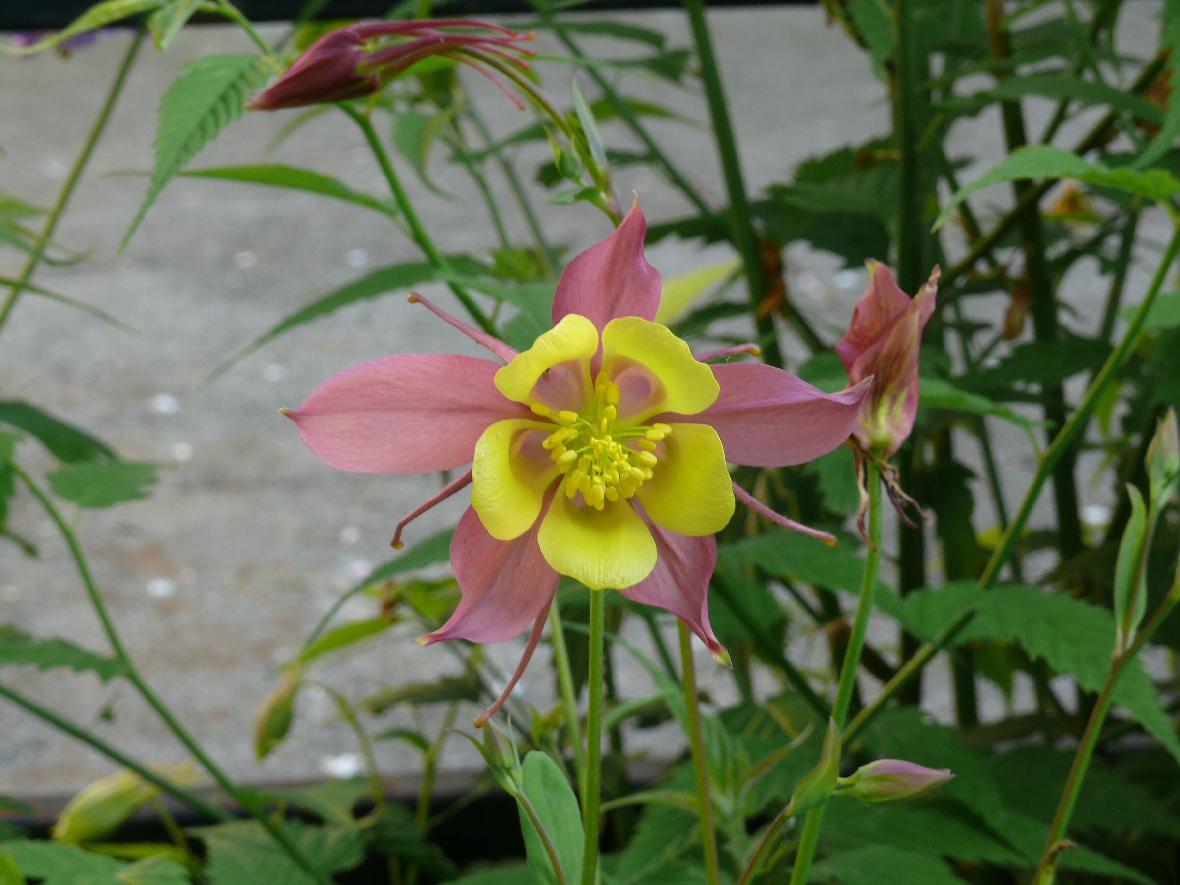 Aquilegia Alpina Bicolore