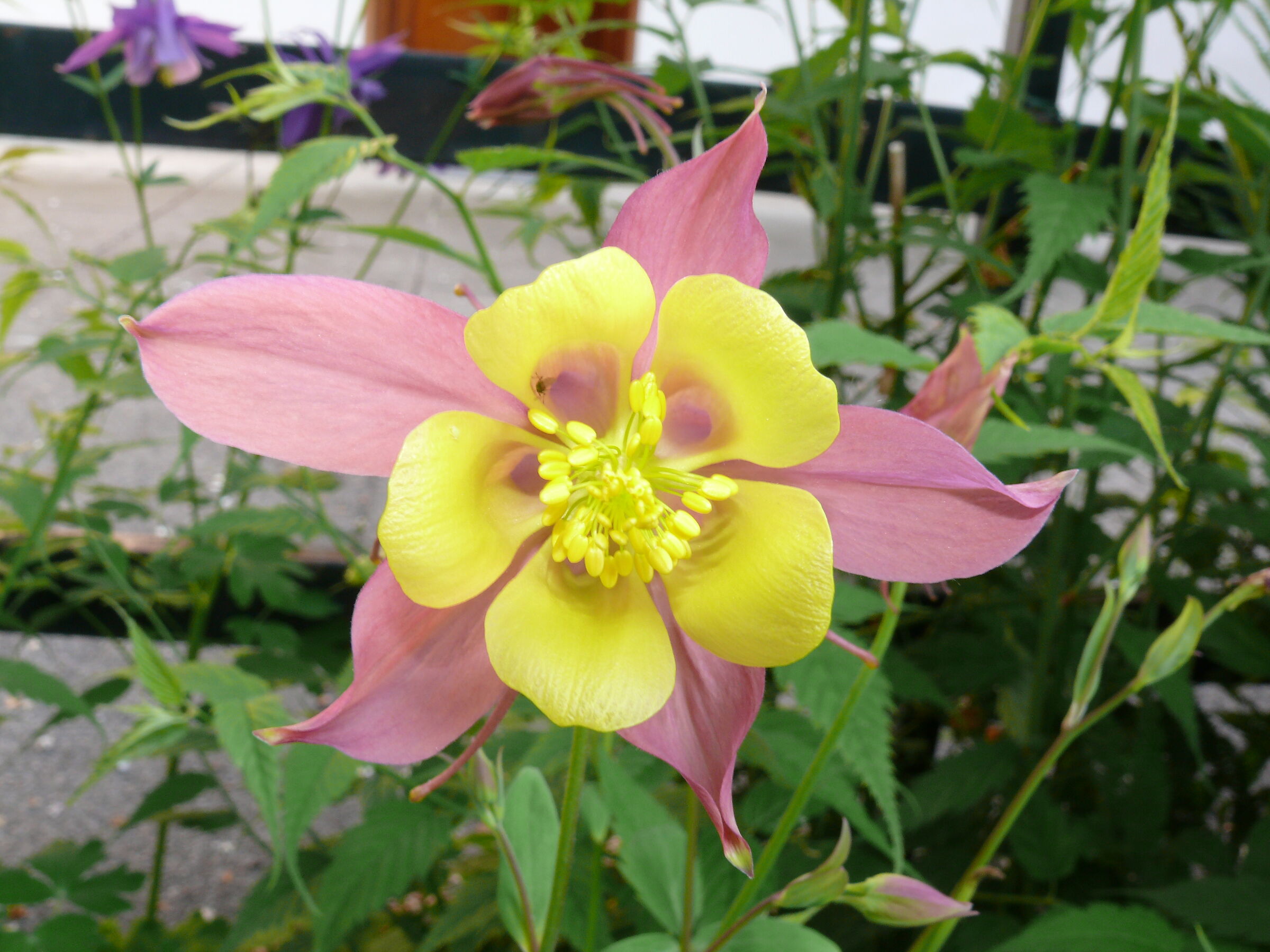 Aquilegia Alpina Bicolore parte 2