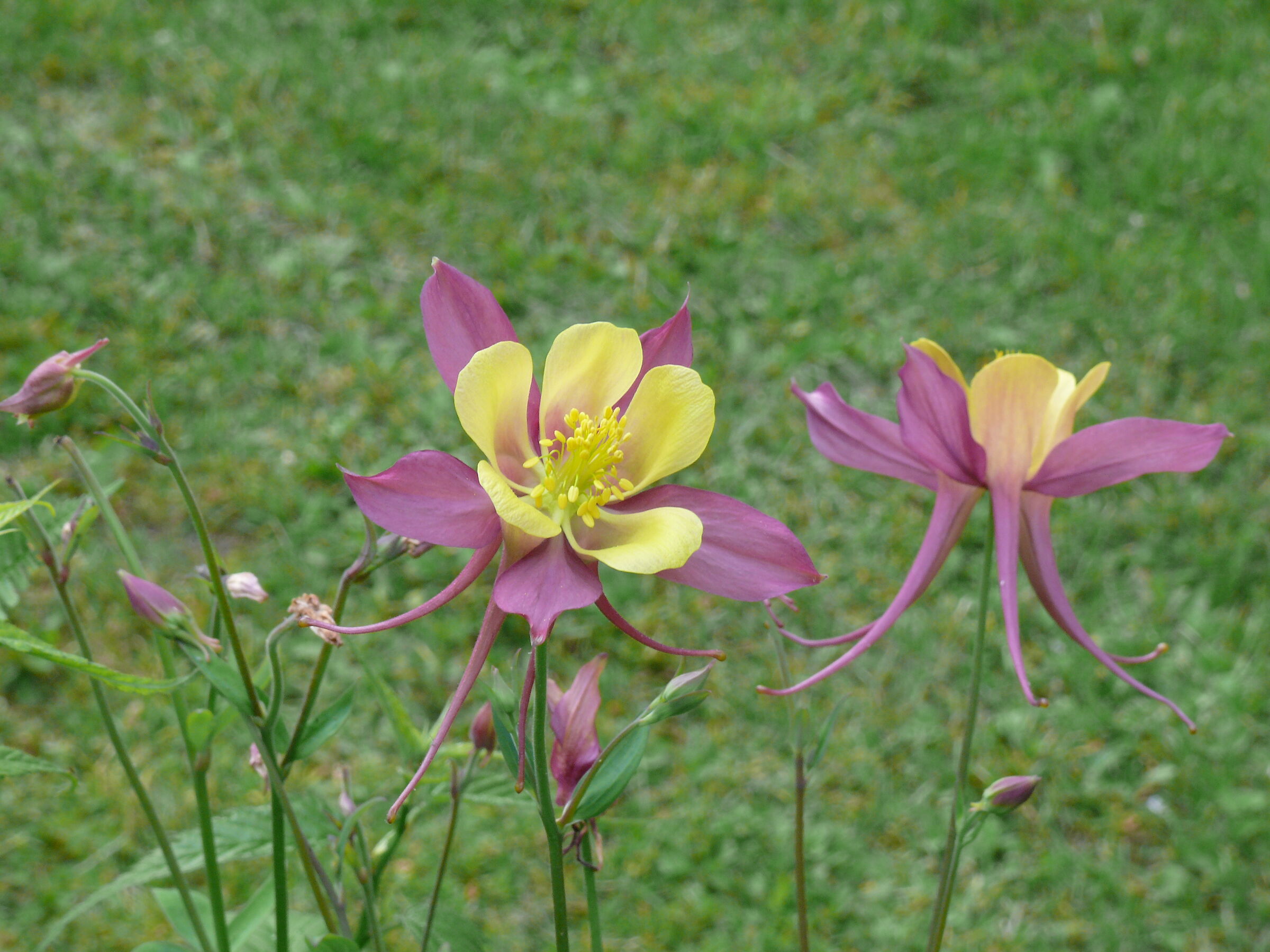 Aquilegia Alpina Squared