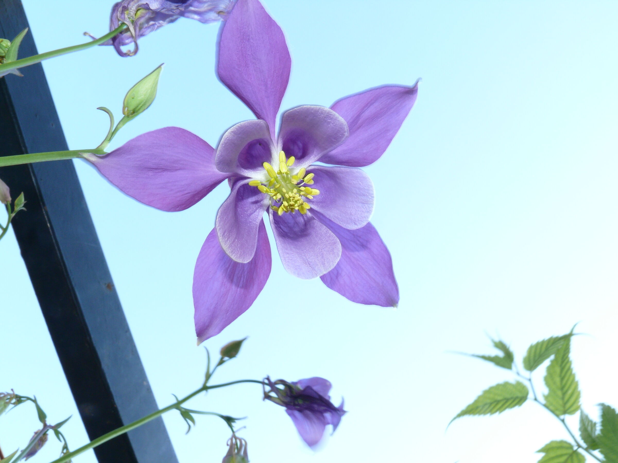 Aquilegia Alpina...vento malandrino