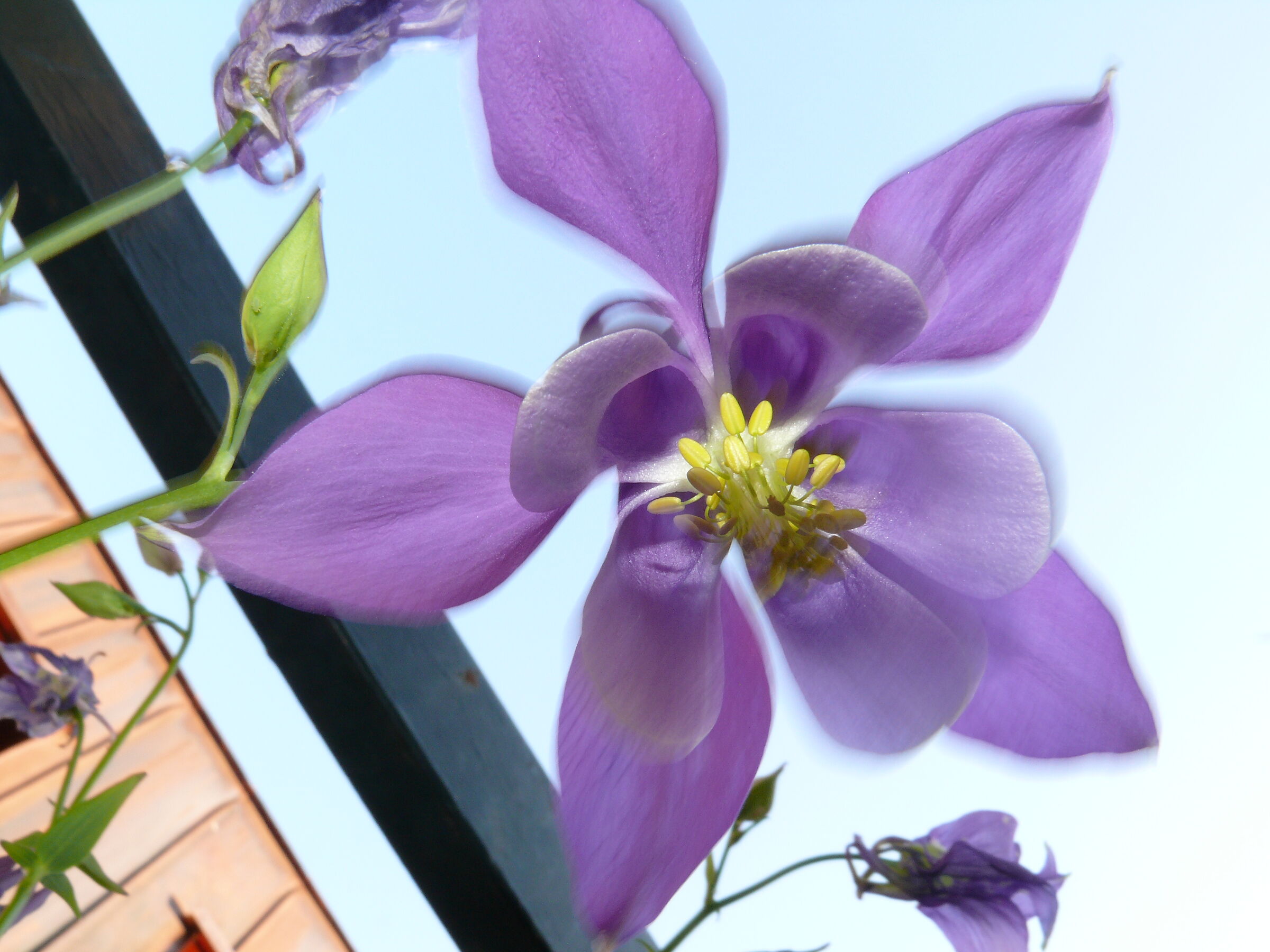 Aquilegia Alpina al vento