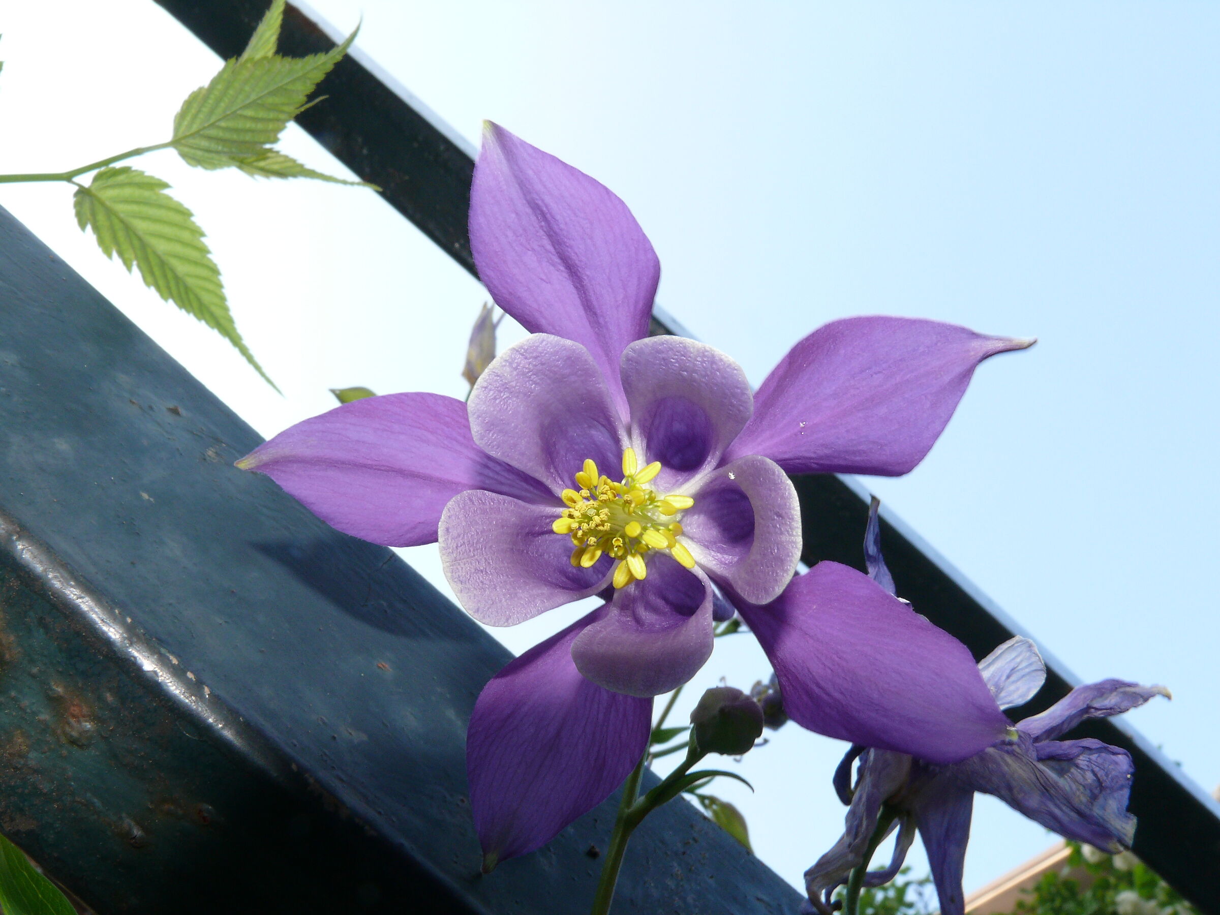 Aquilegia Alpina...e il vento si placò