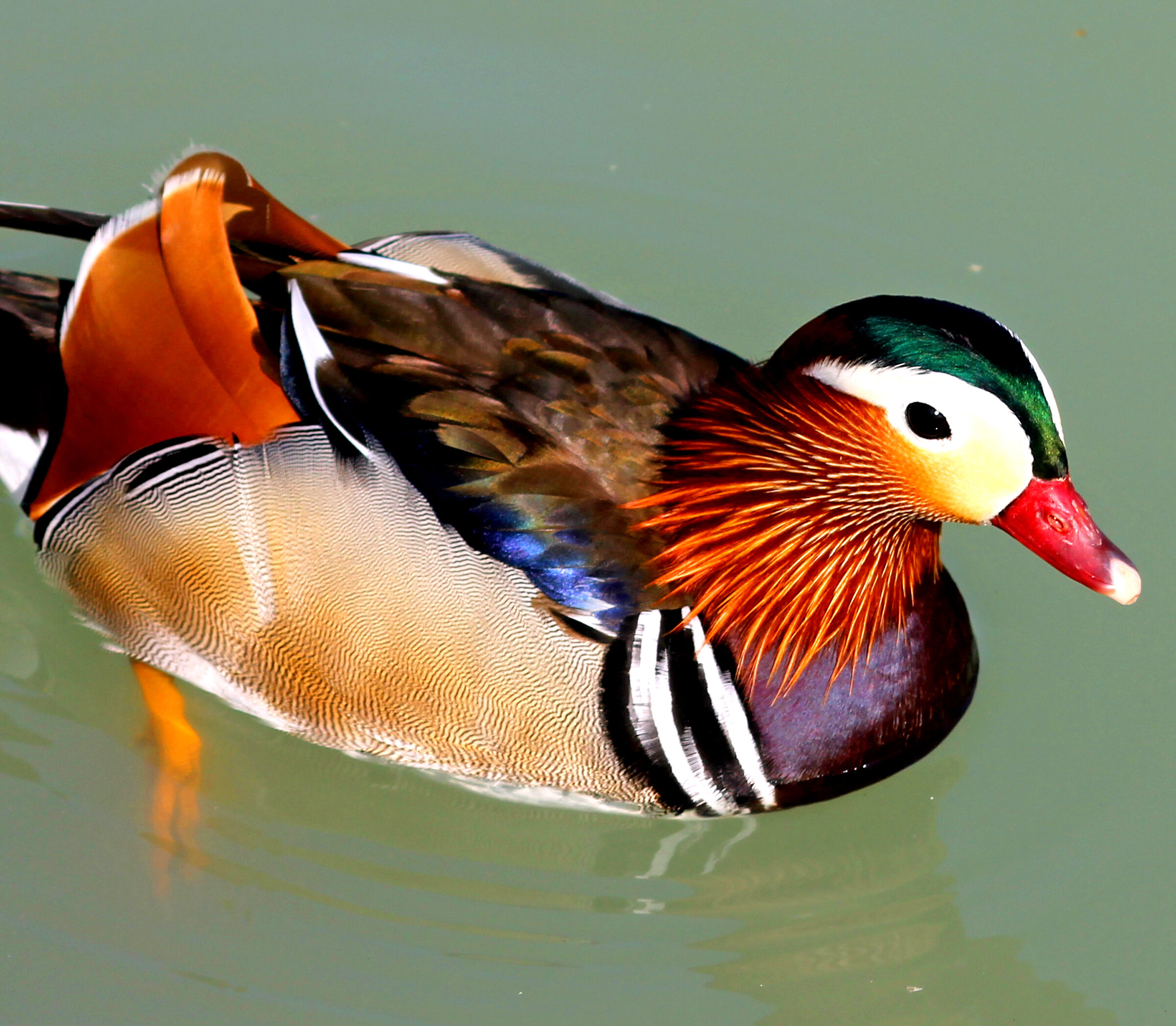 mandarinaduck