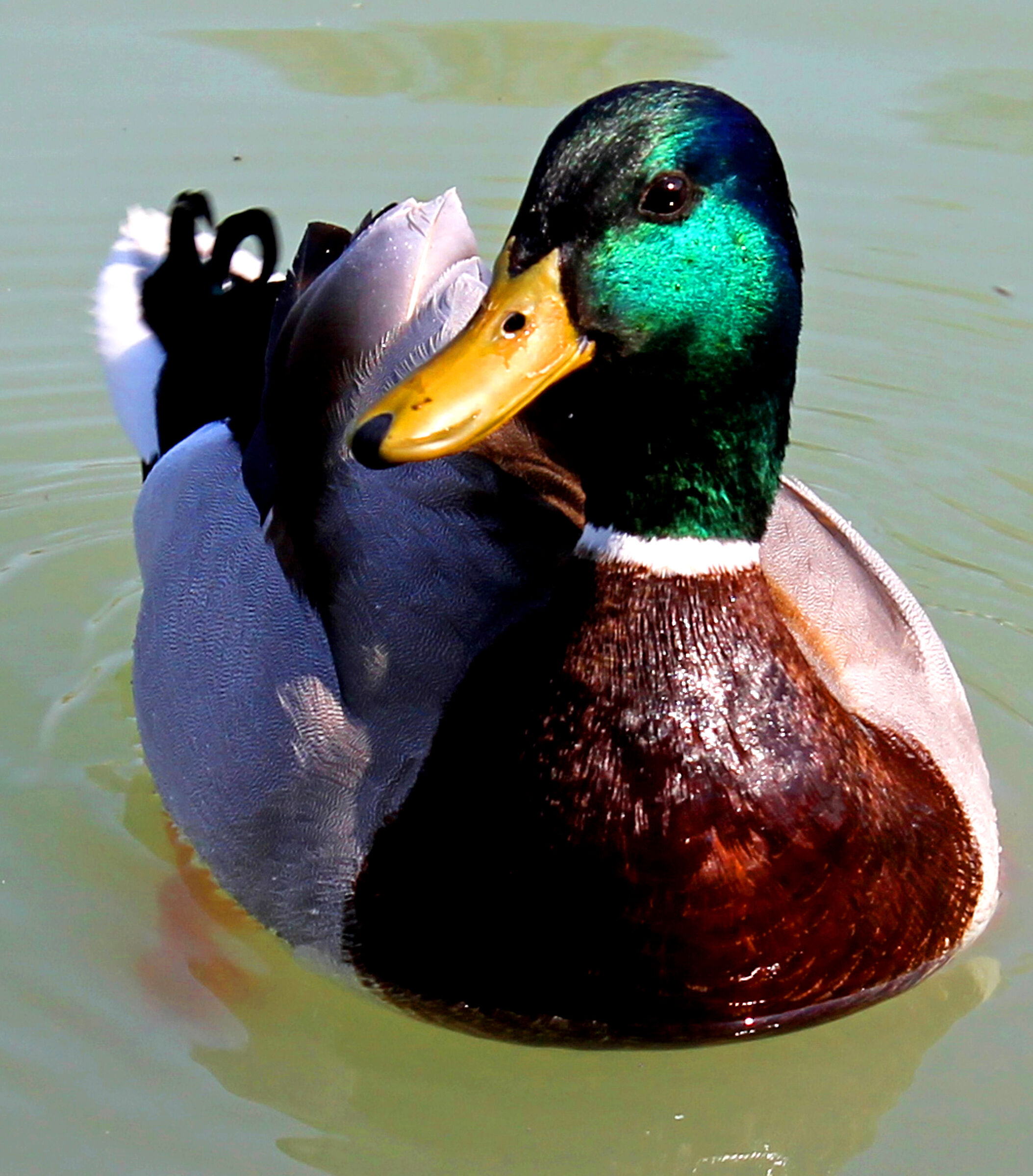 Mallard