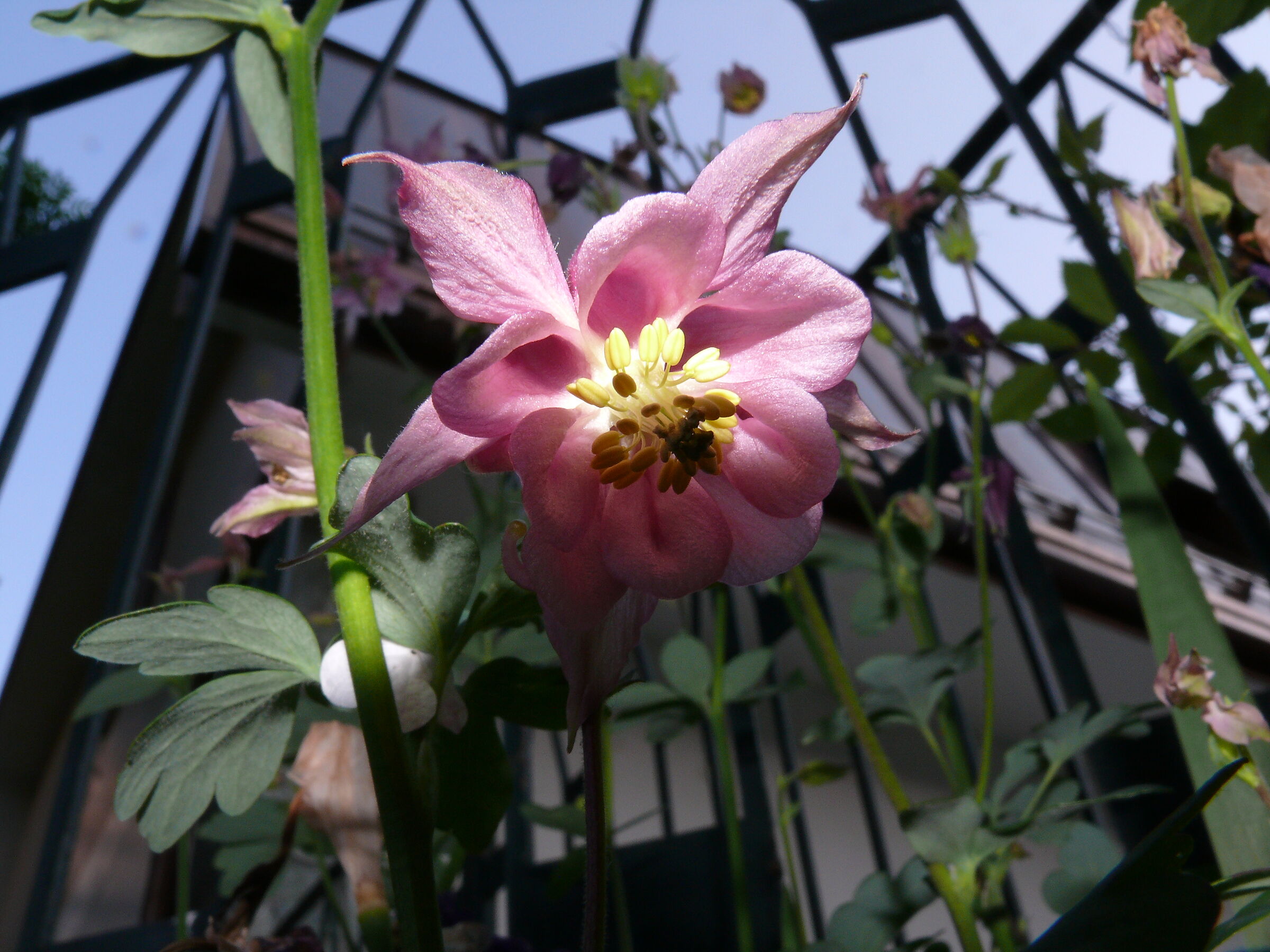 Aquilegia Alpina Rosa...in posa...Flash!!