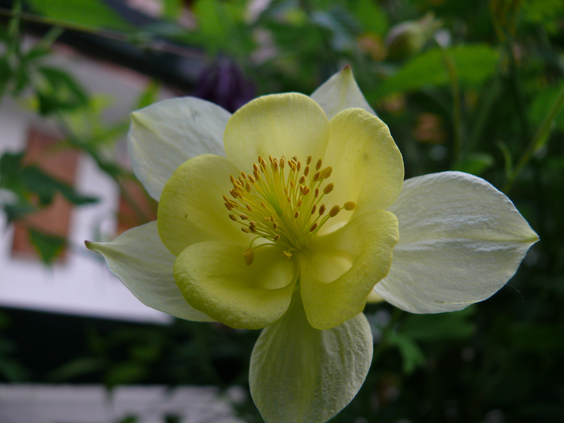 Aquilegia Alpina Gialla...Give me your eyes