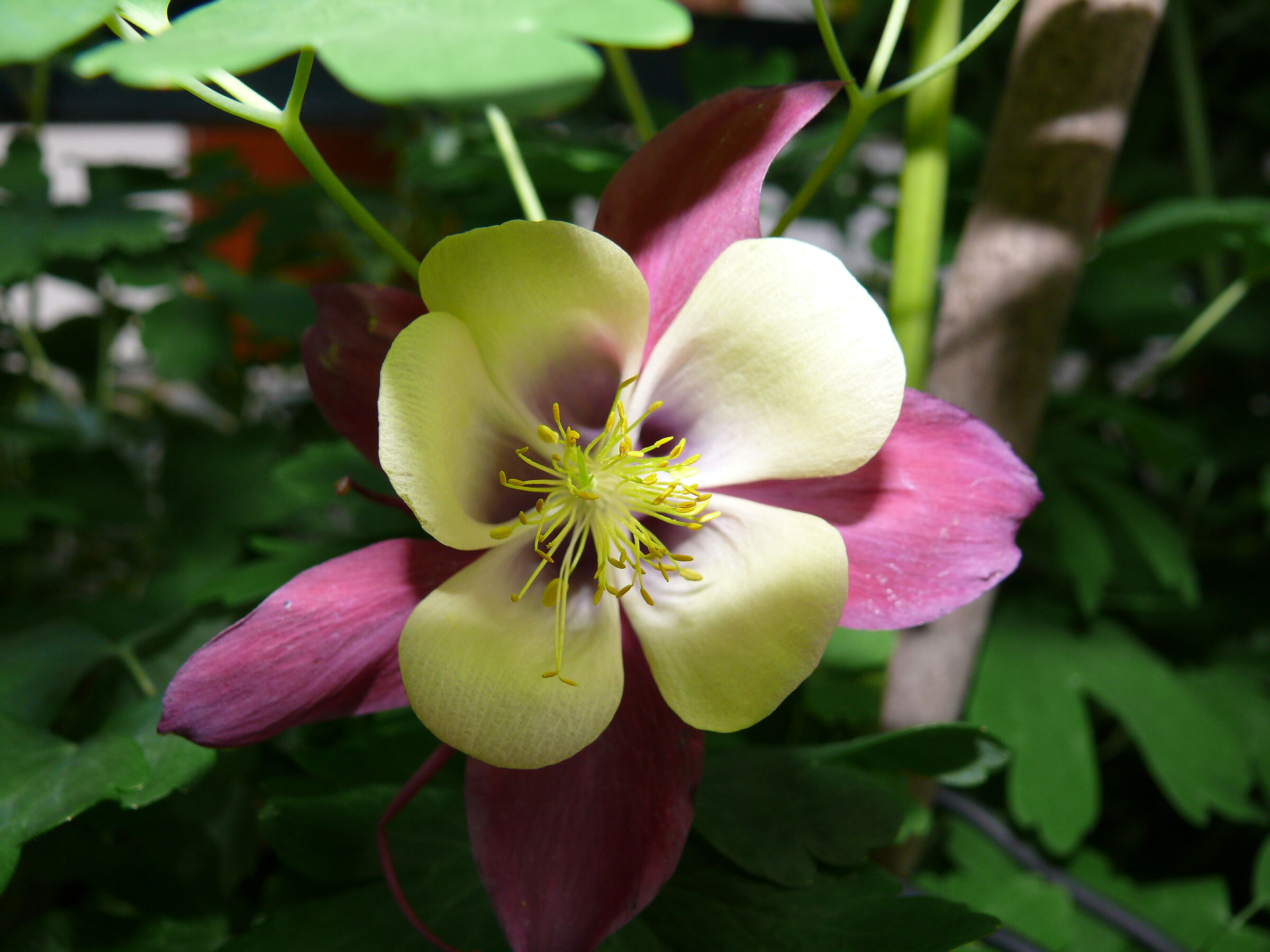 Aquilegia Alpina Bicolore... and Sun both