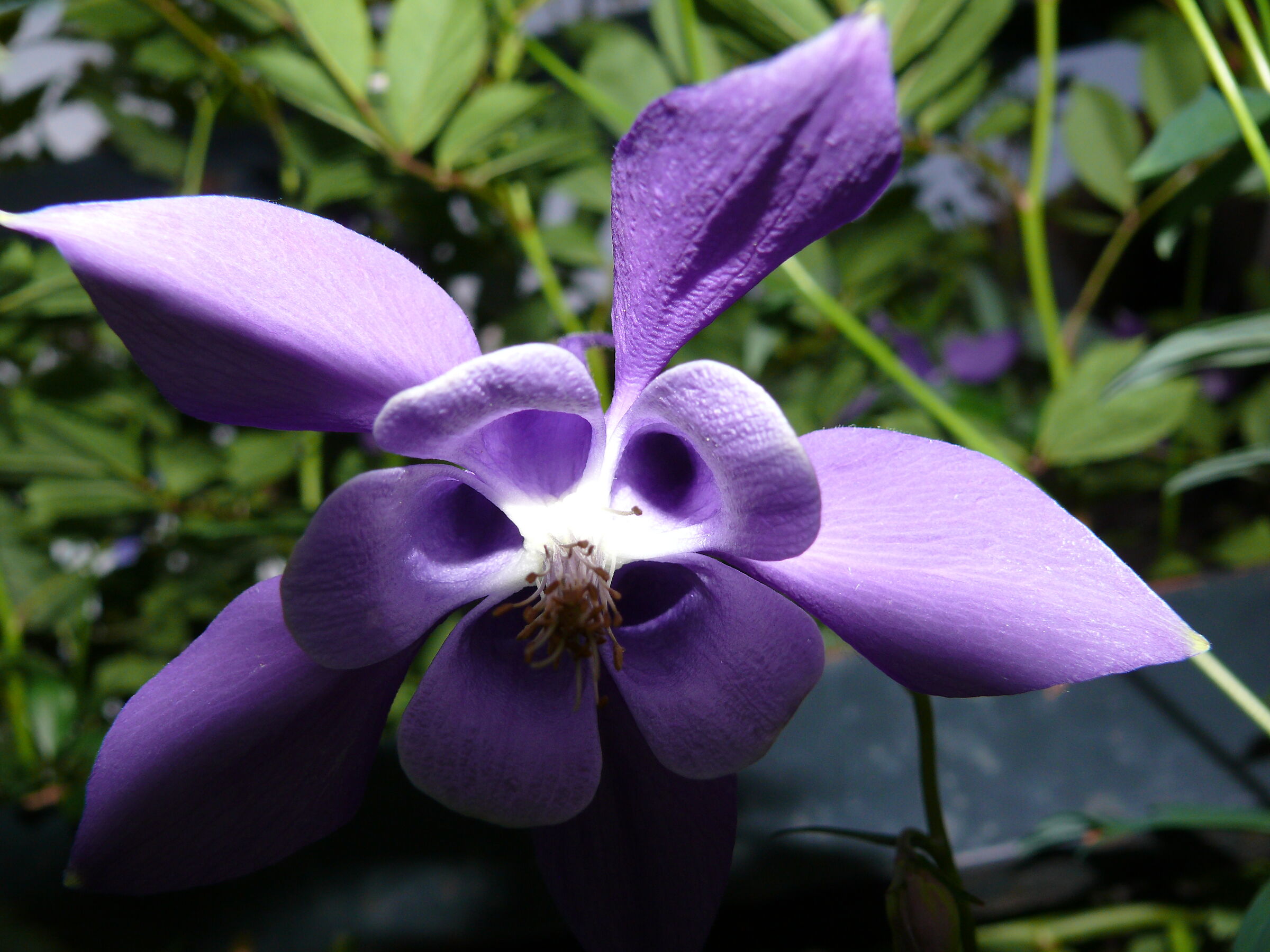 Aquilegia Alpina...chiaro scuro