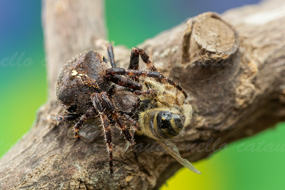 Araneus Angulatus