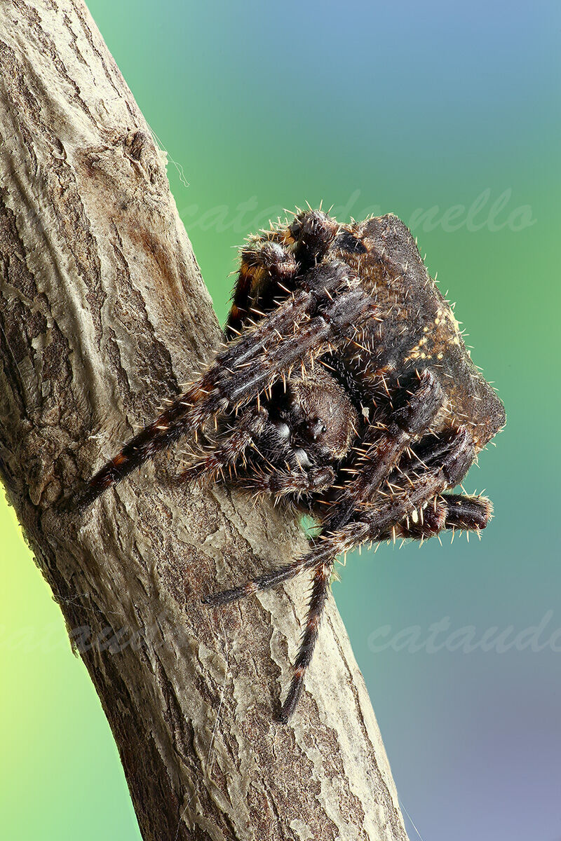 Araneus Angulatus