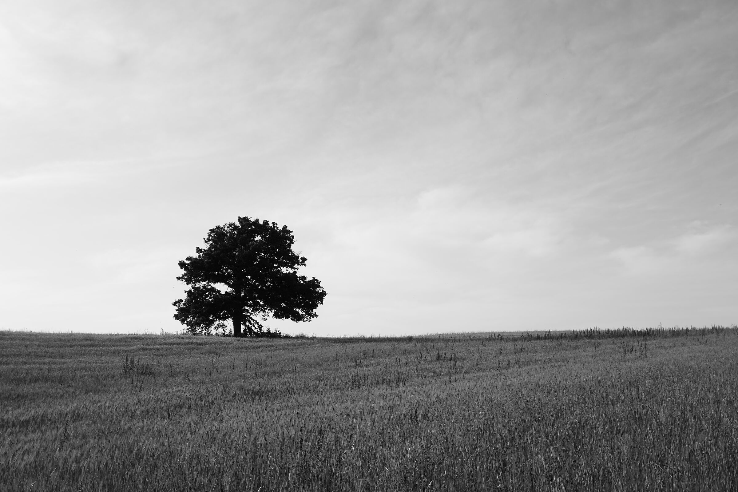 Albero nella Riserva naturale della Marcigliana