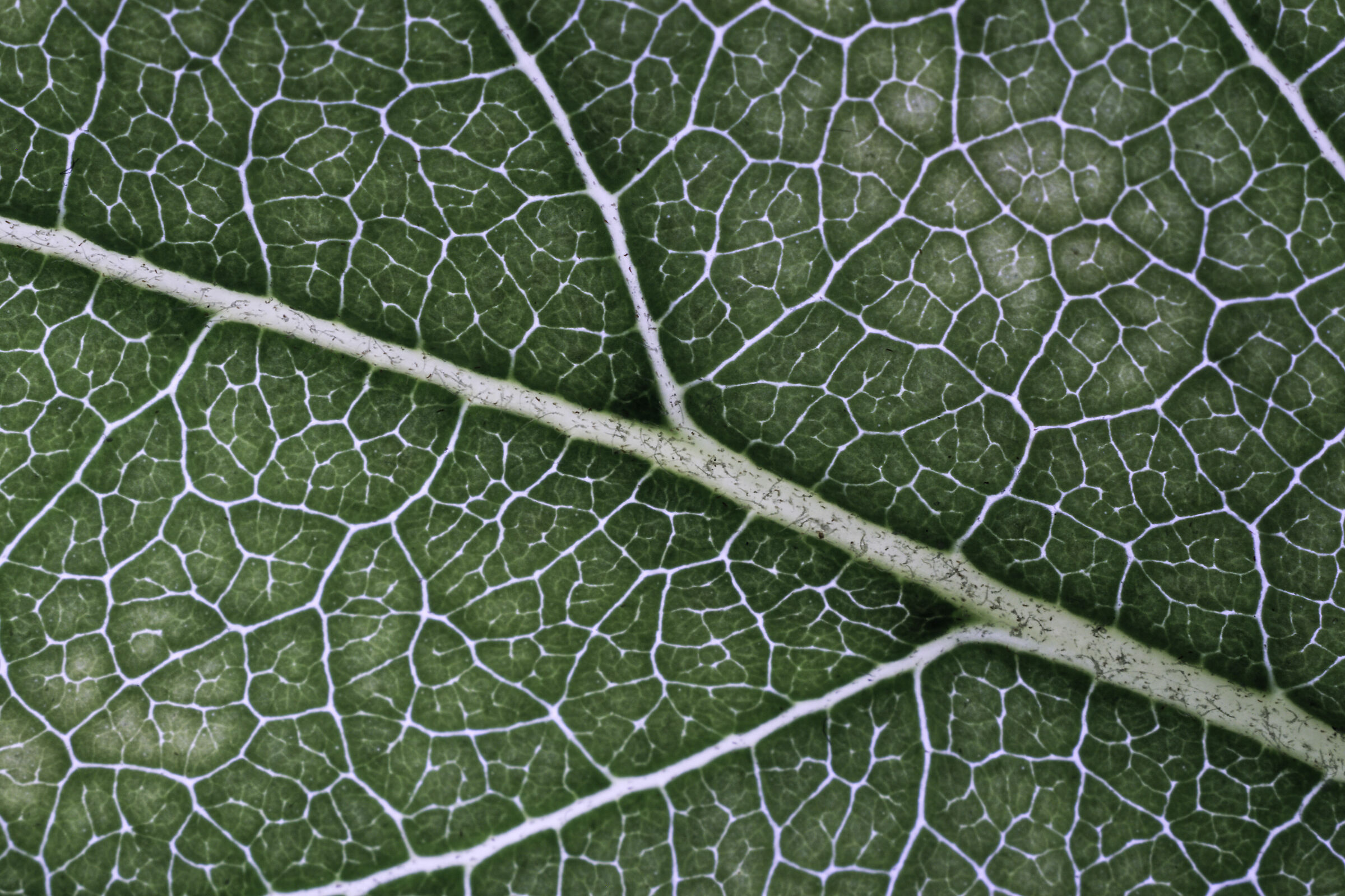 streets in the sea squared on a caco leaf
