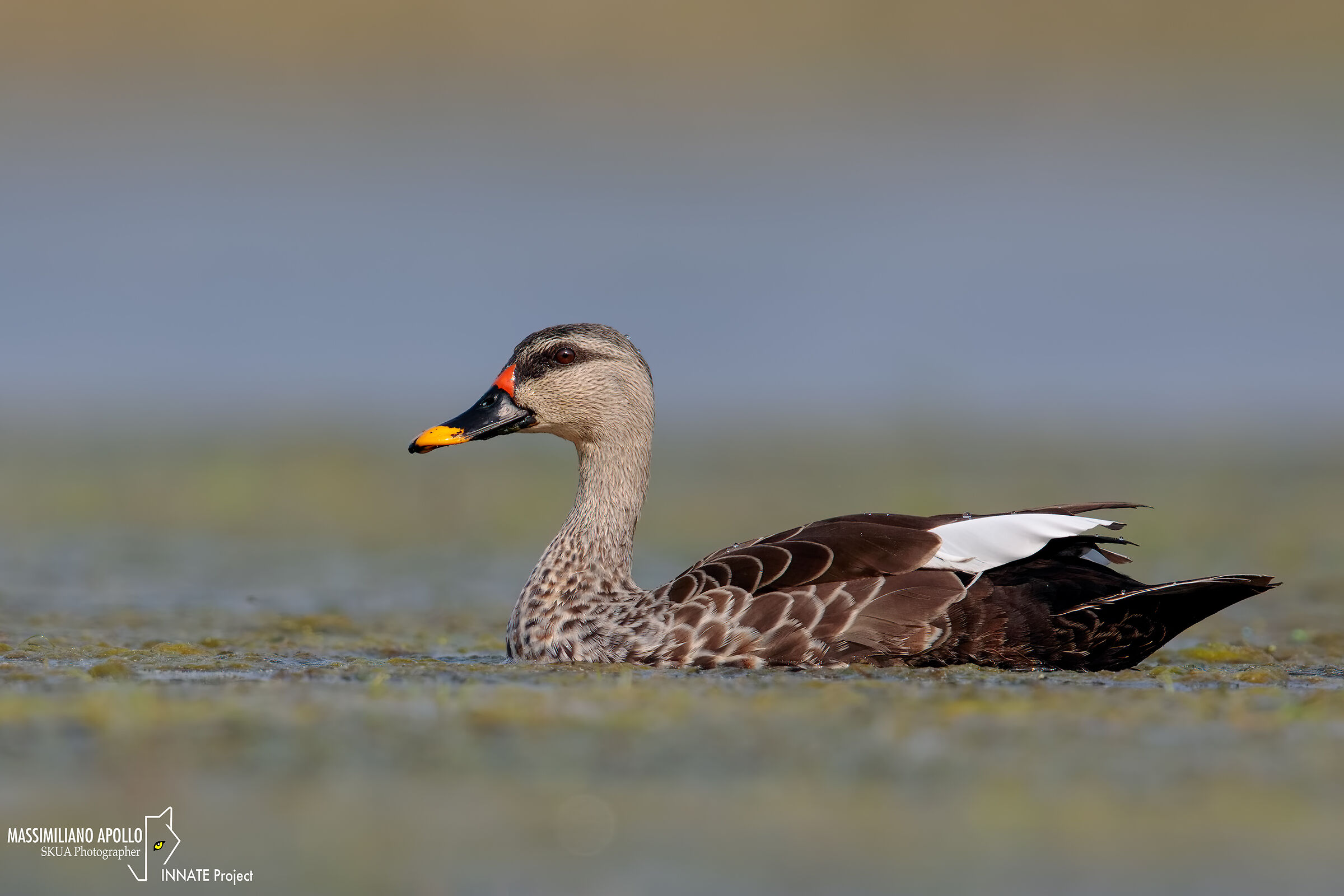 Beaked german...