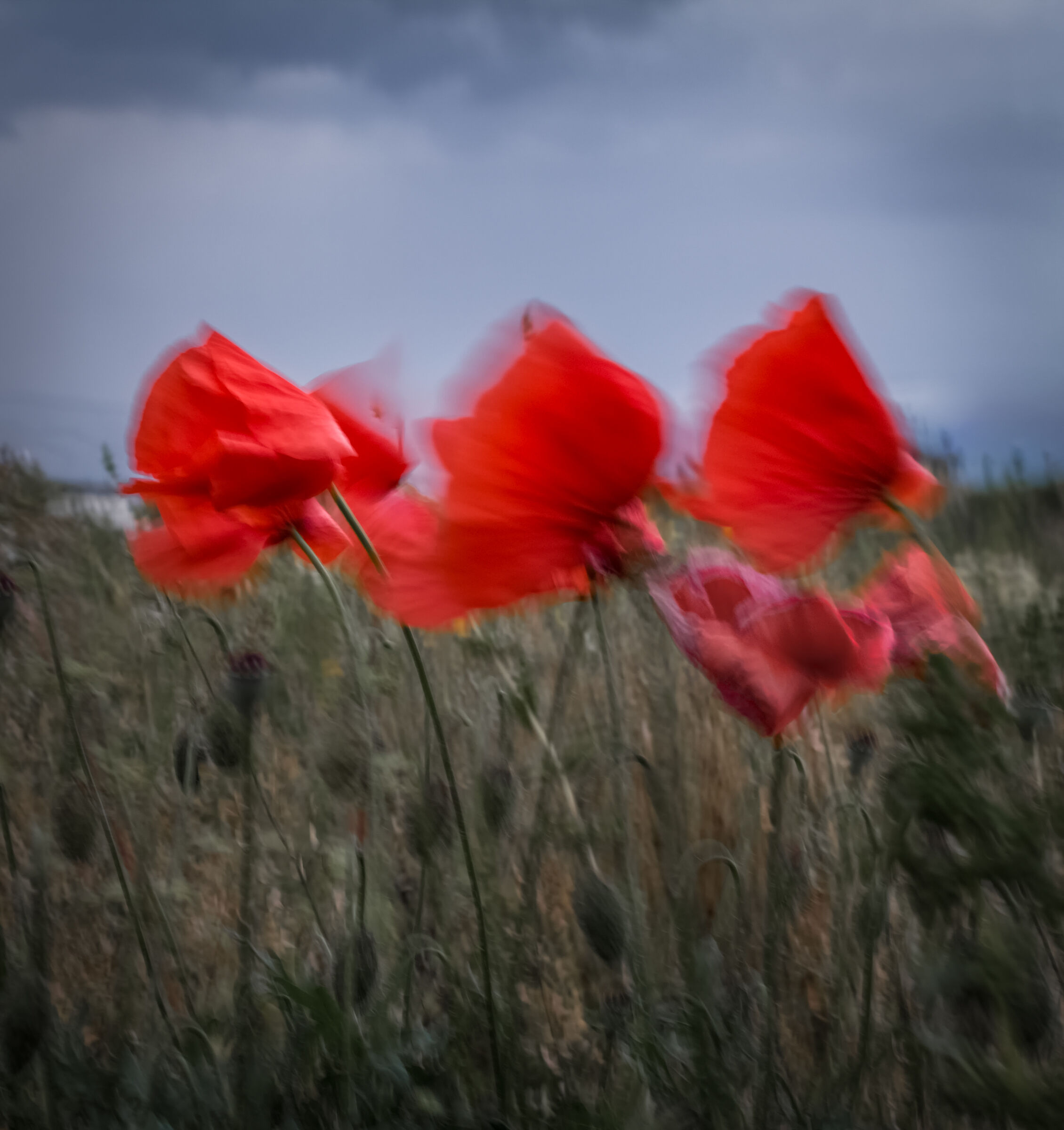 La danza dei papaveri