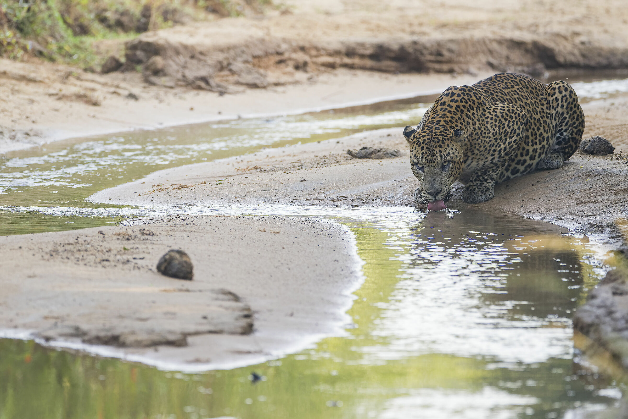leopardo al yala national park