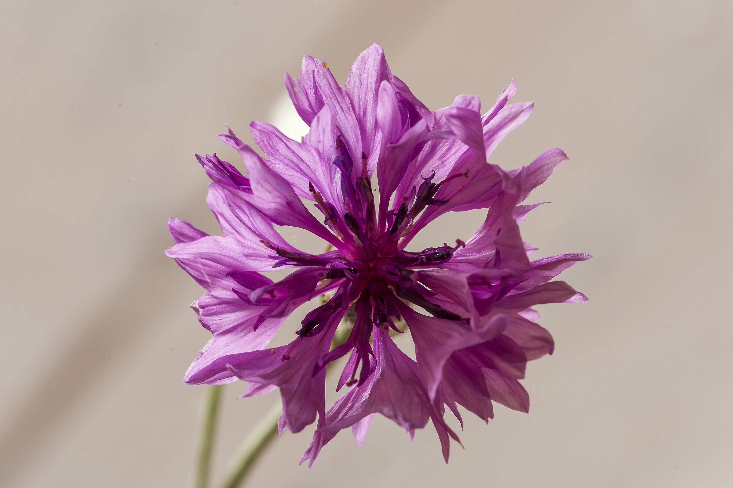 Cornflower