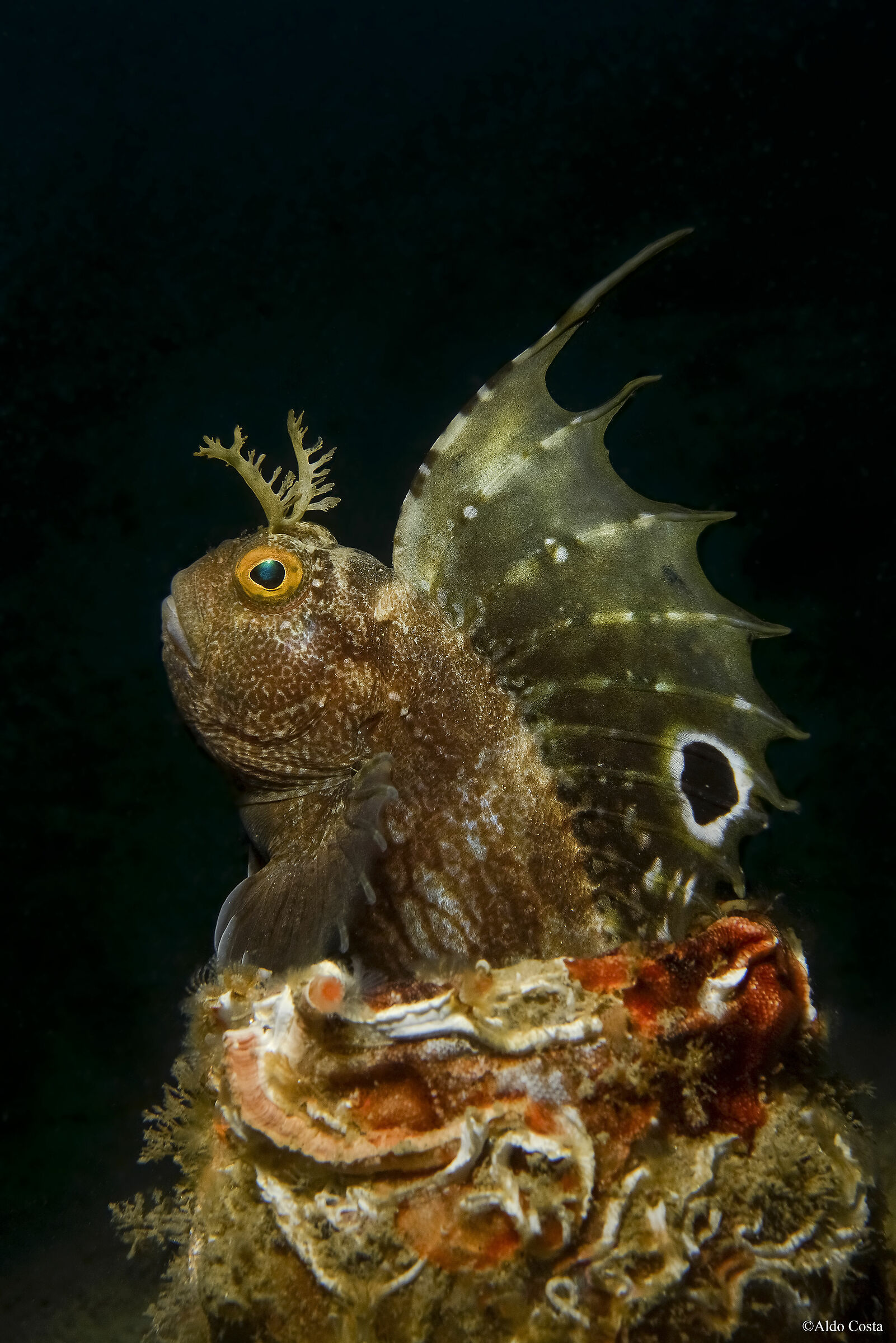 Seduto sul mio trono - Bavosa occhiuta Blennius ocellar