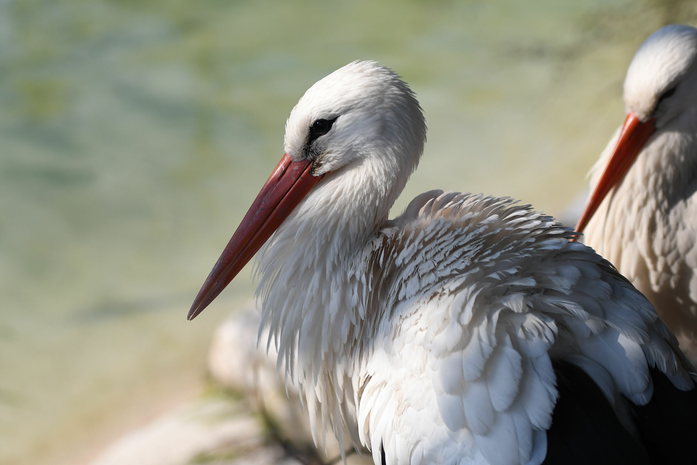 Stork