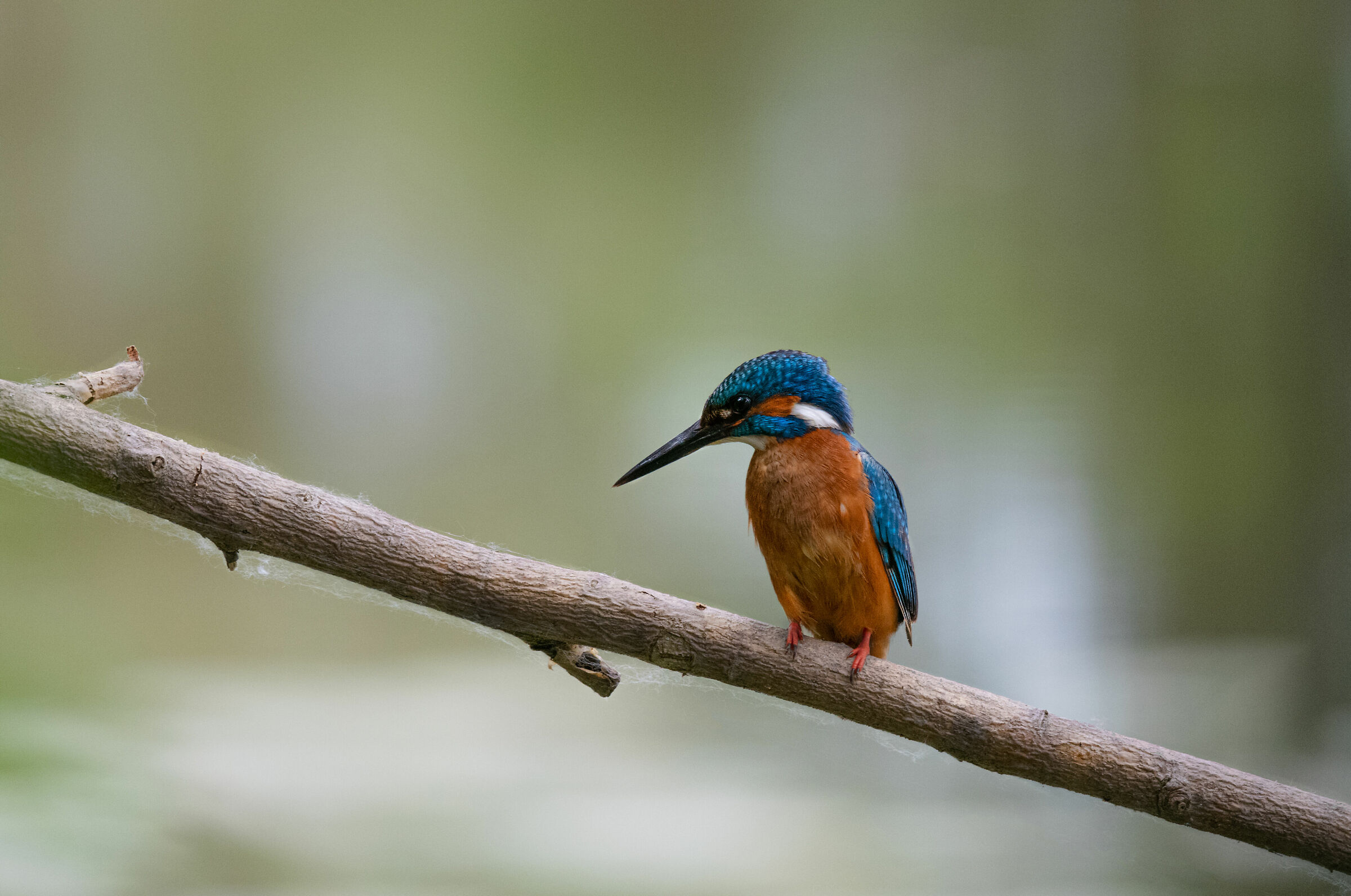 Kingfisher