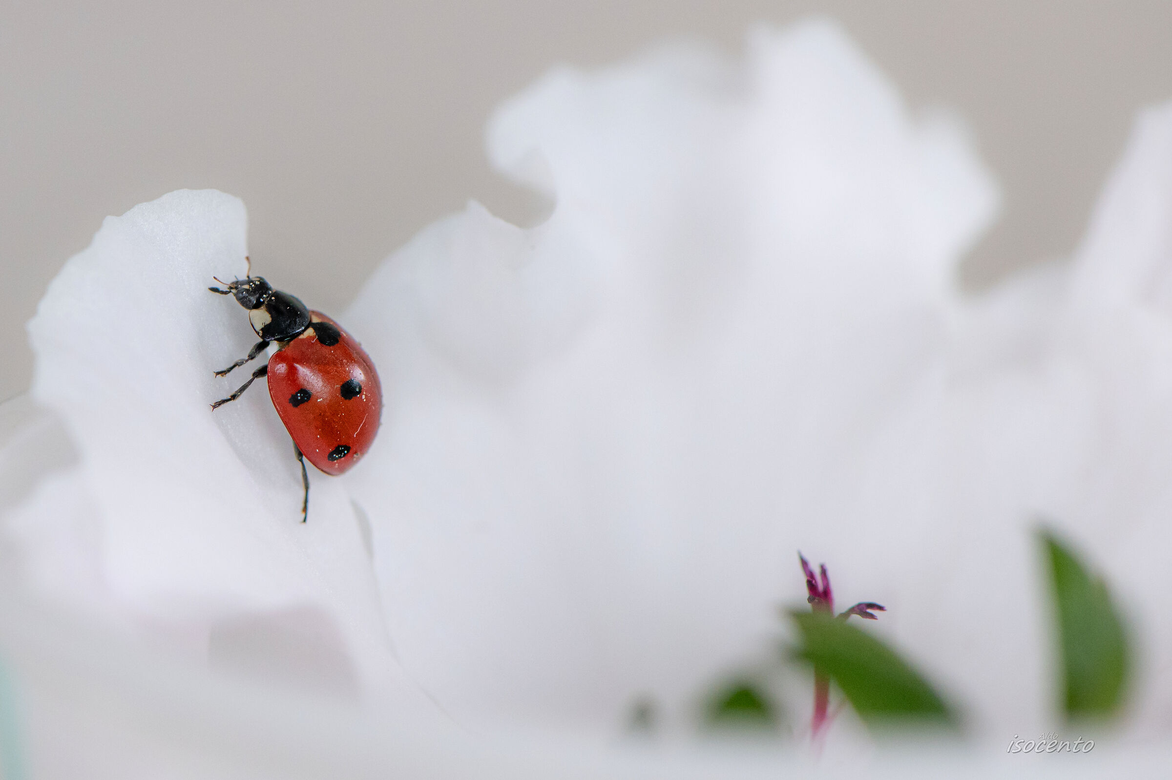 Walking on the Geranium