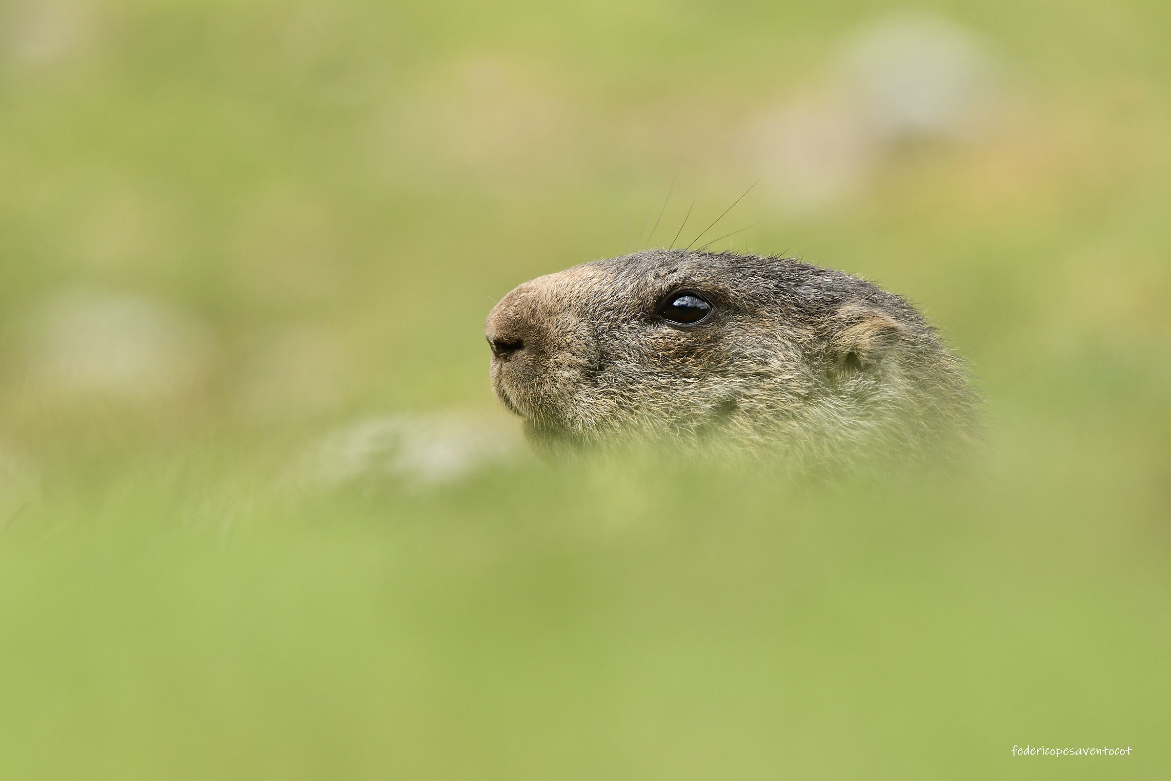 Marmotta alpina