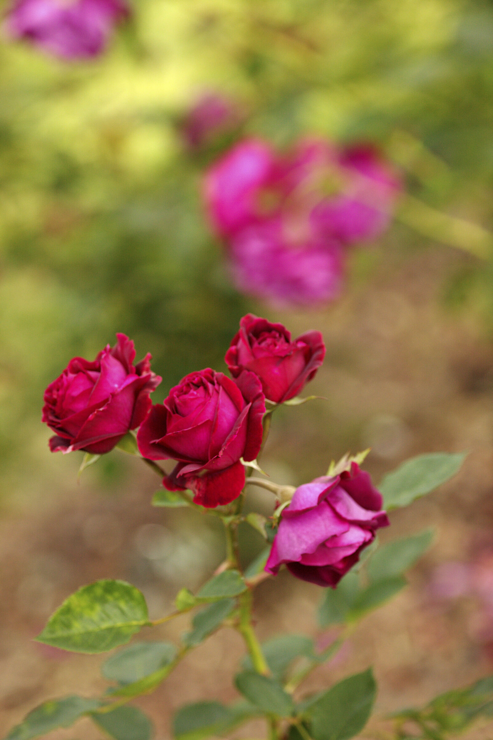 Semplicemente Rose Rosse!!