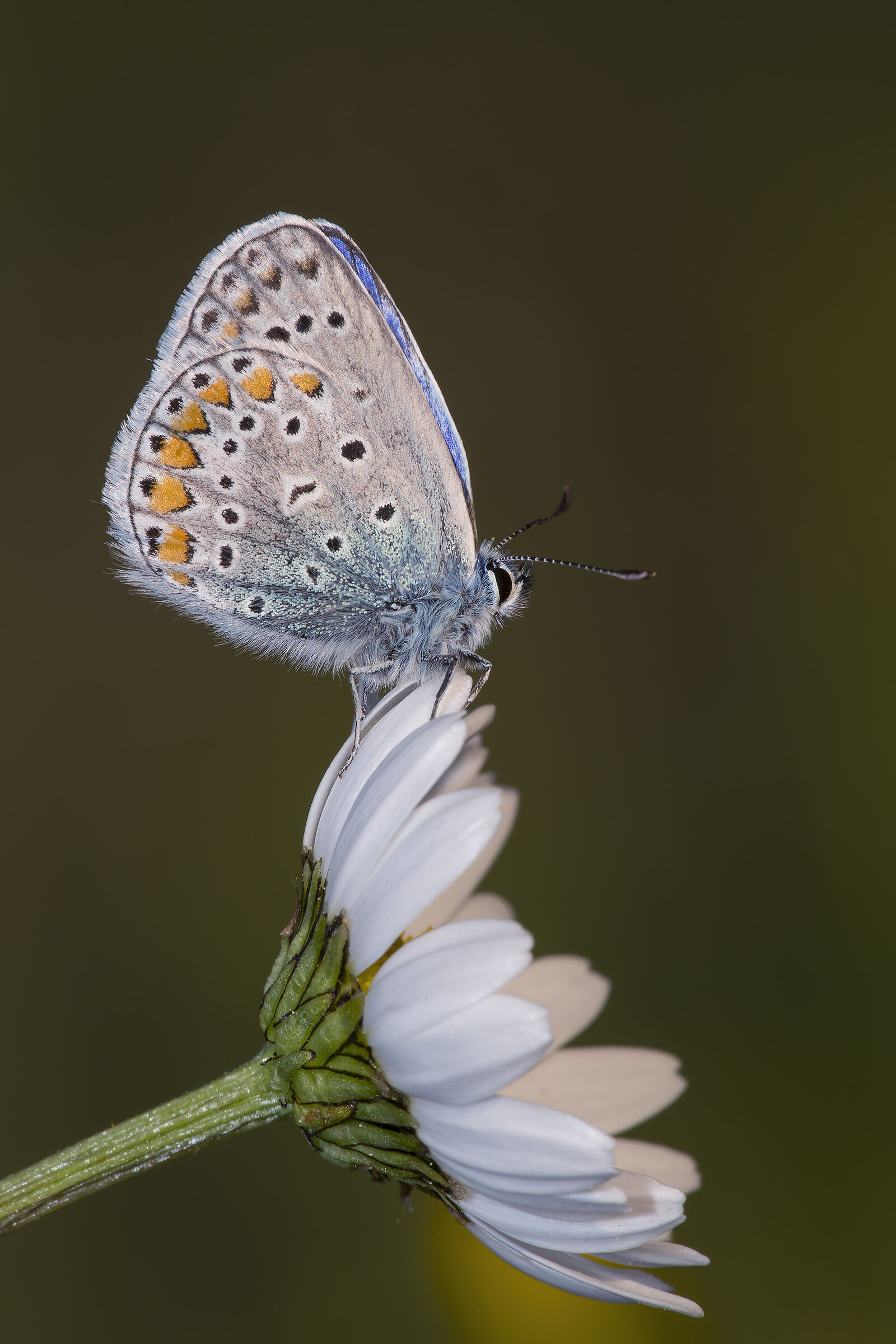 Polyommatus icarus
