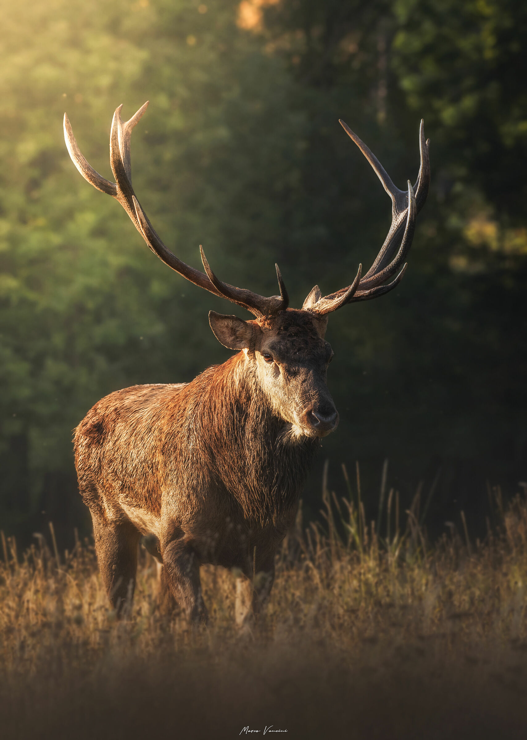 Il cervo nobile all'alba
