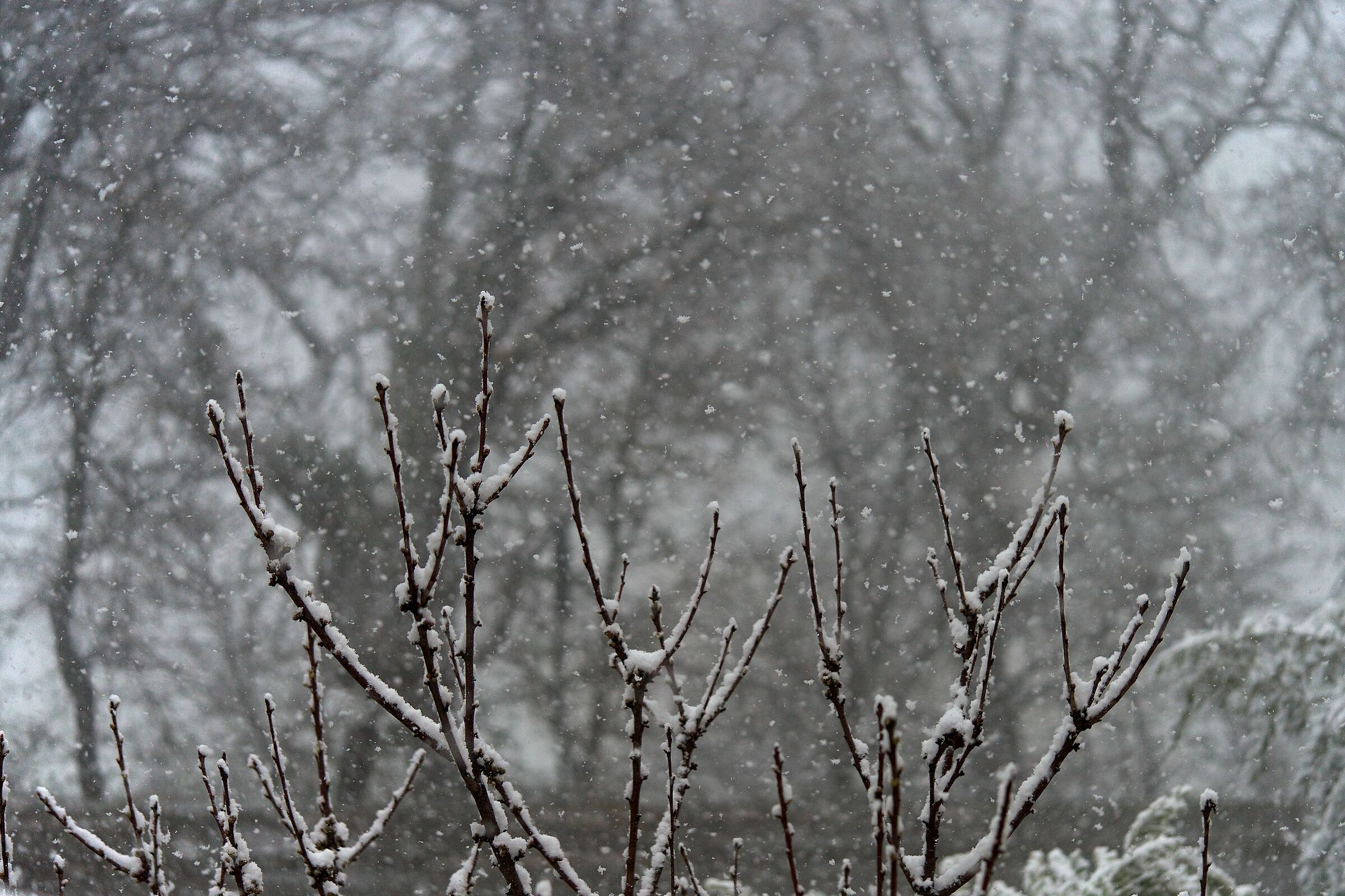 Acquaviva Picena... Neve del 25 Marzo