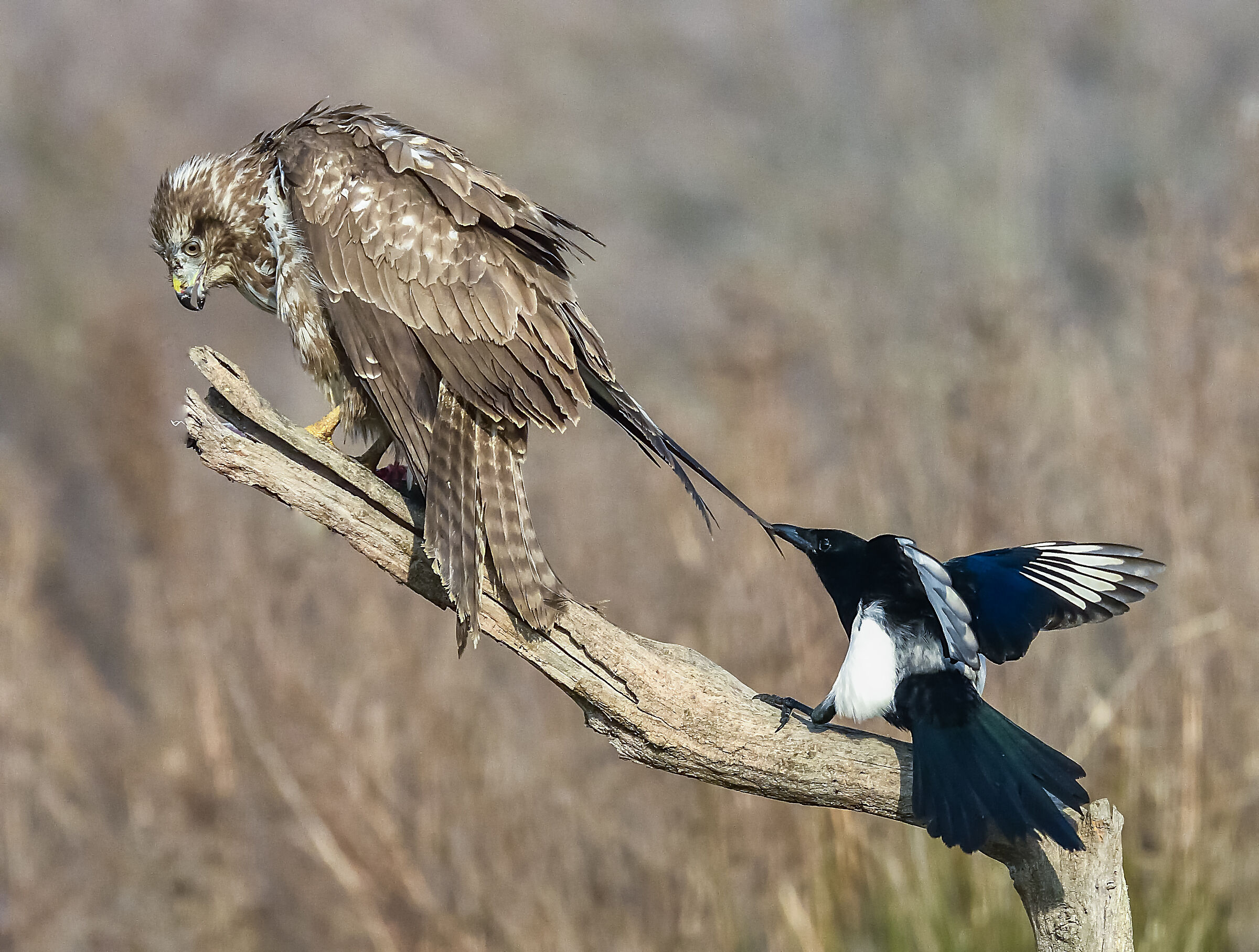 Golia contro Davide 1