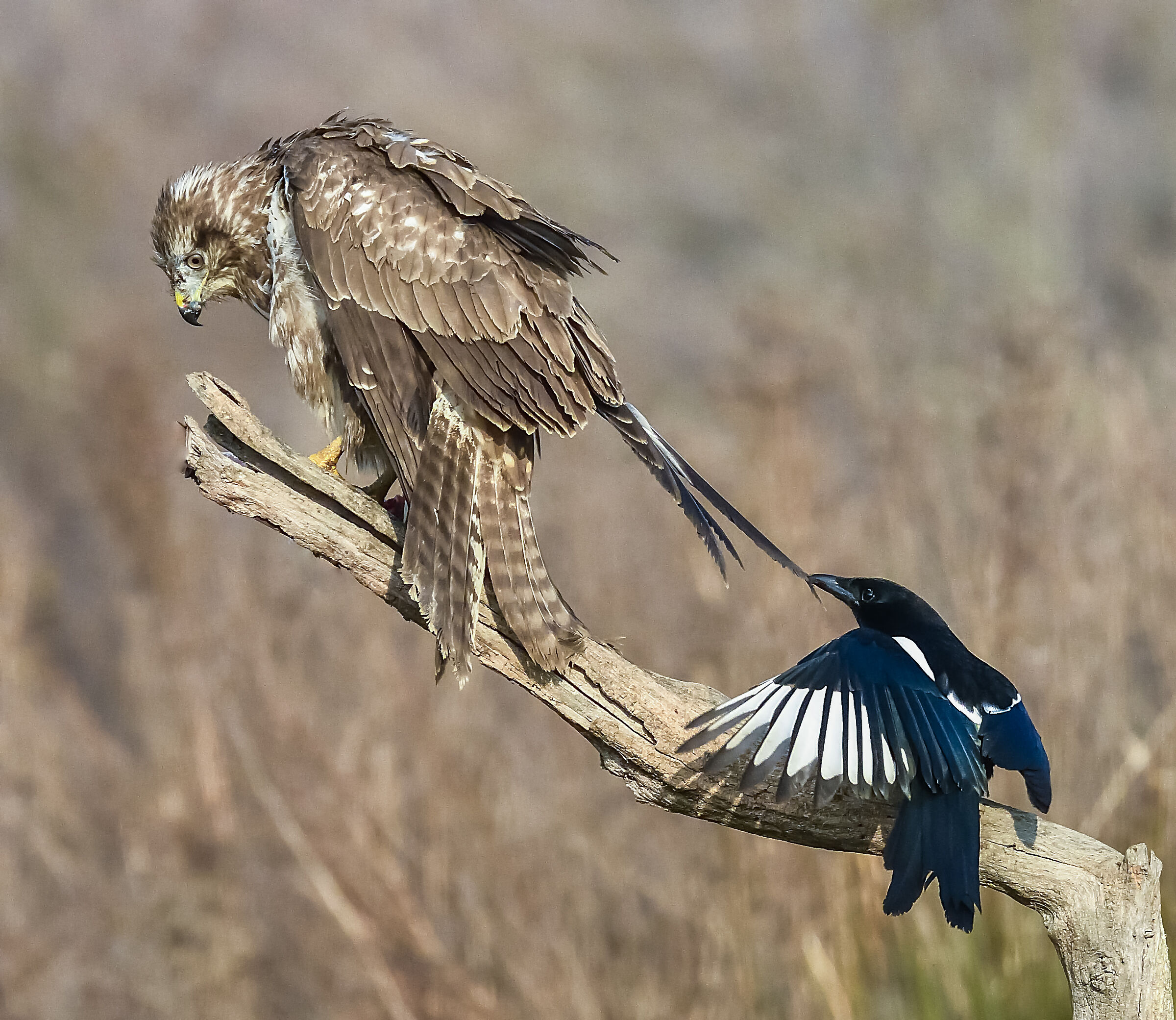 Golia contro Davide 2