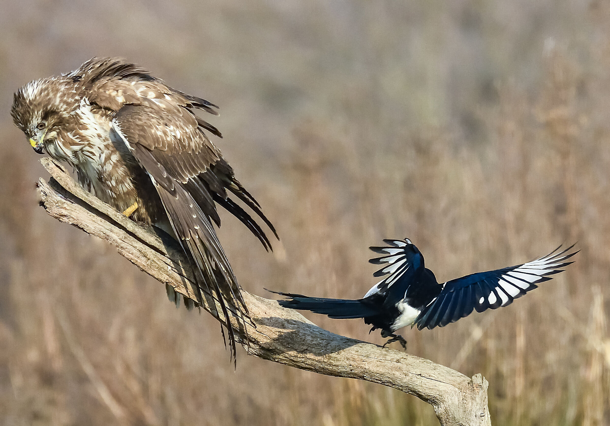 Golia contro Davide 4