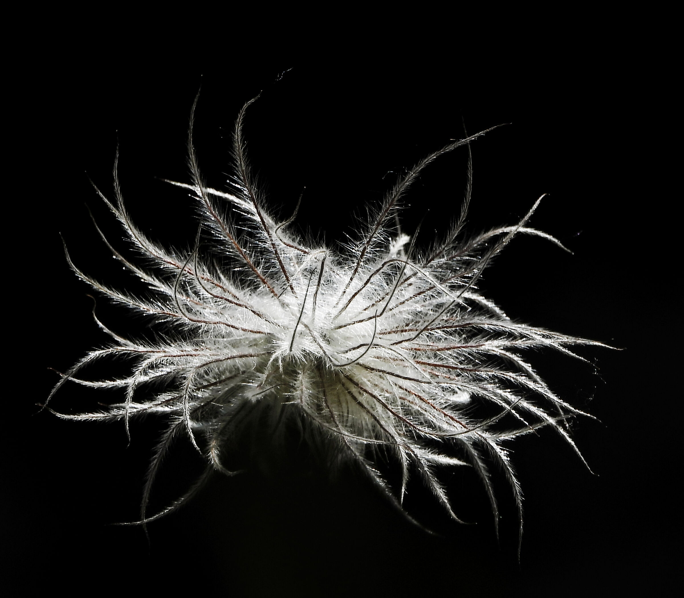 Pulsatilla infruttescenza