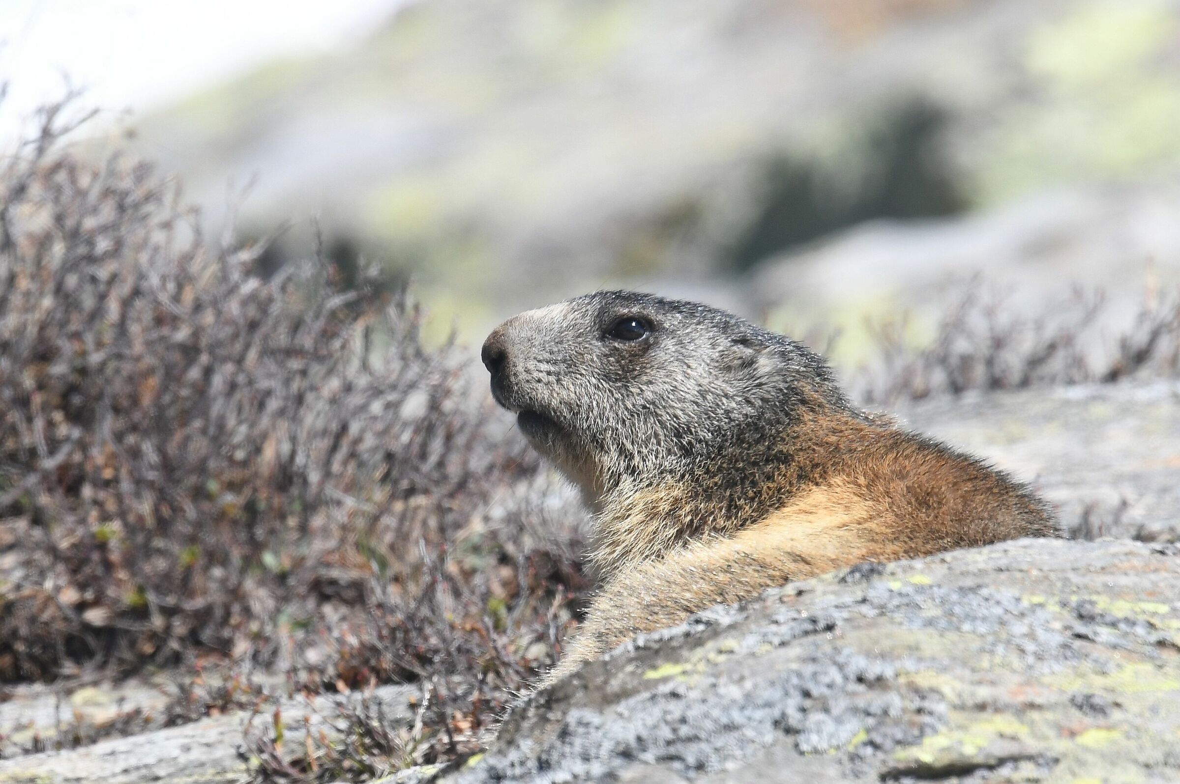 marmotta