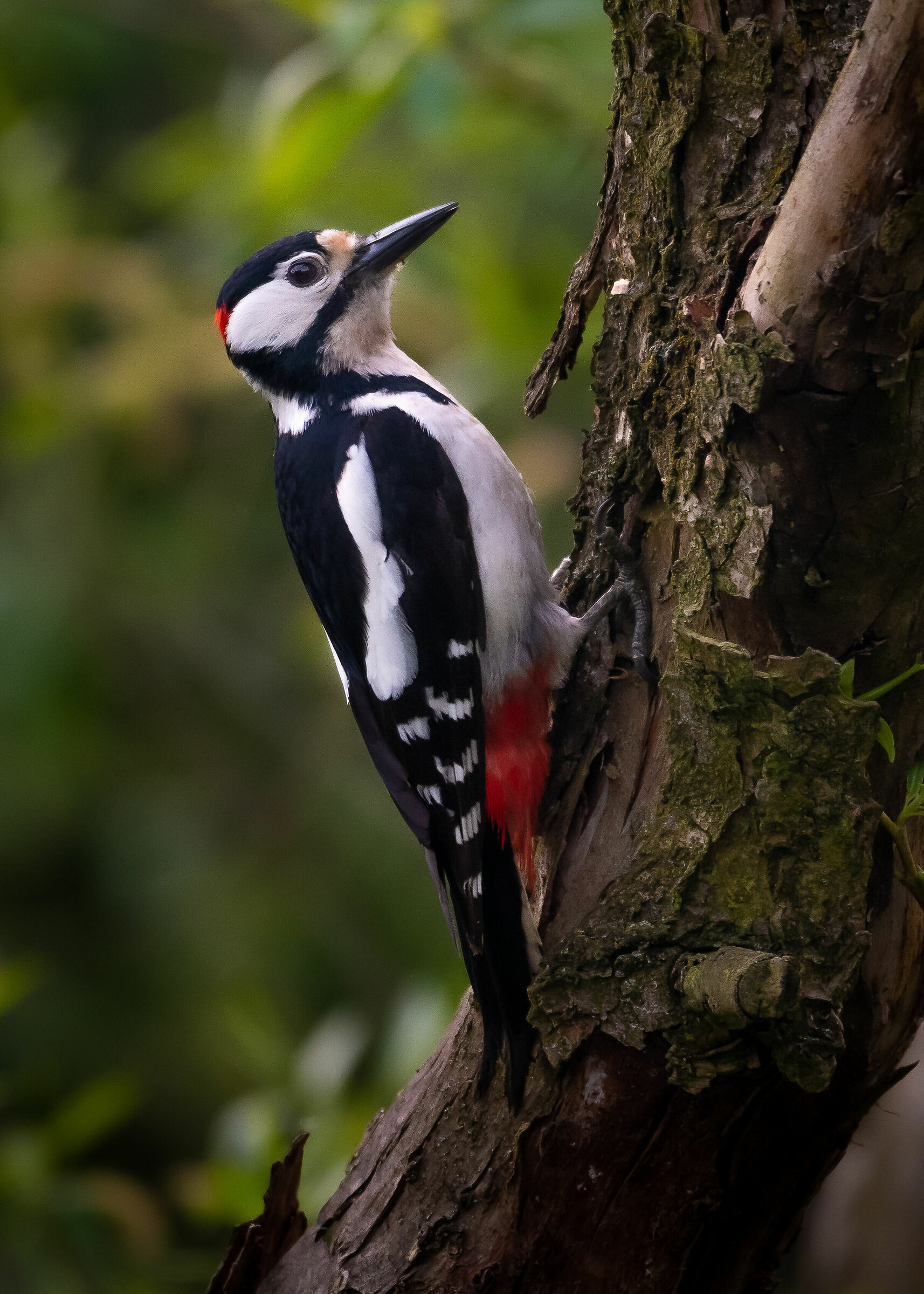 Great Spotted Woodpecker