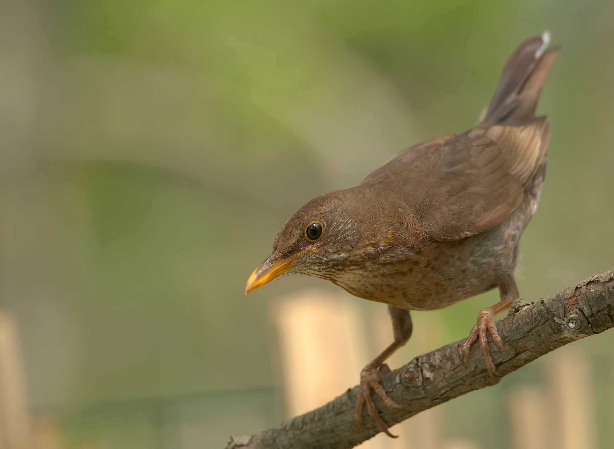 Female blackbird