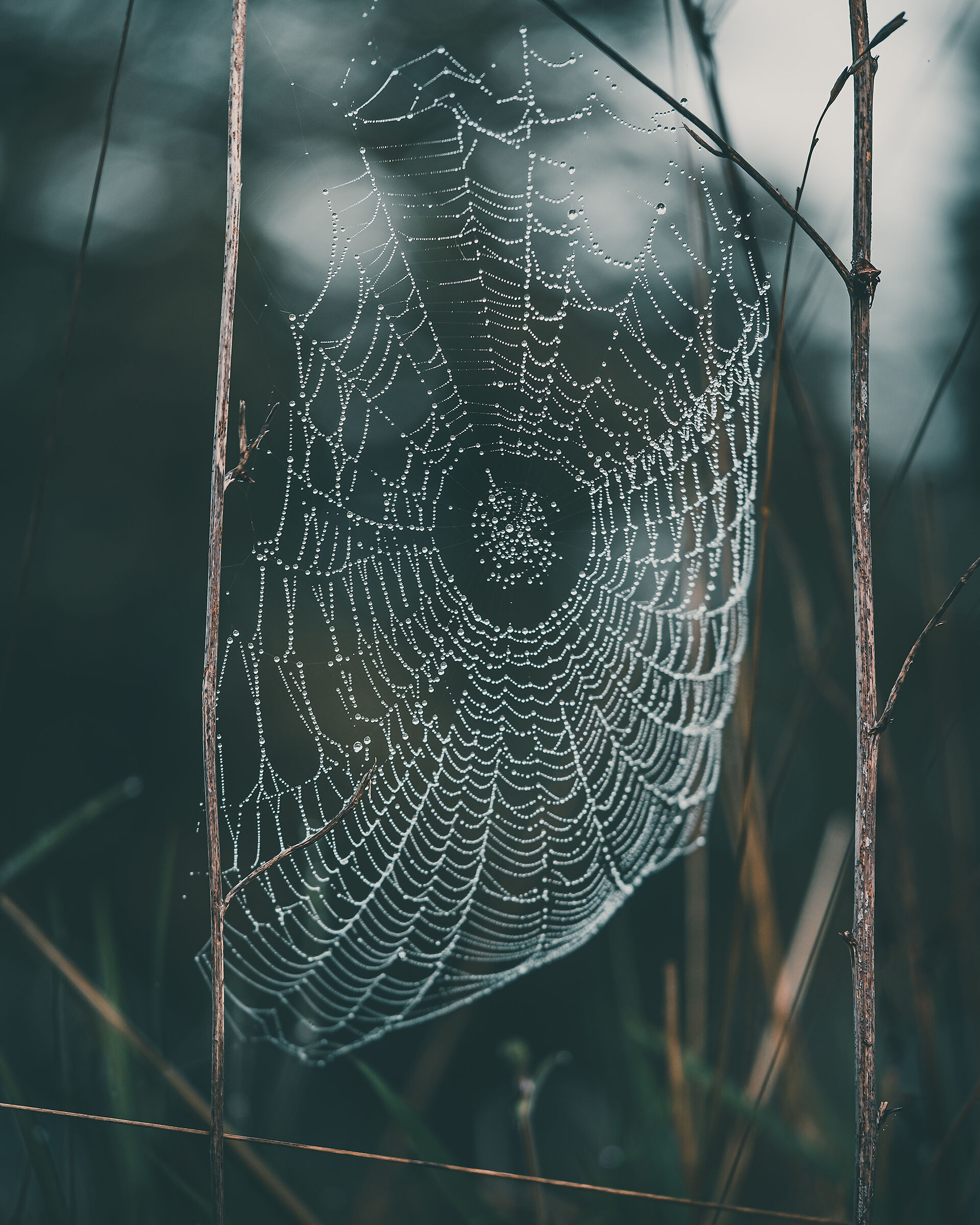 Web
