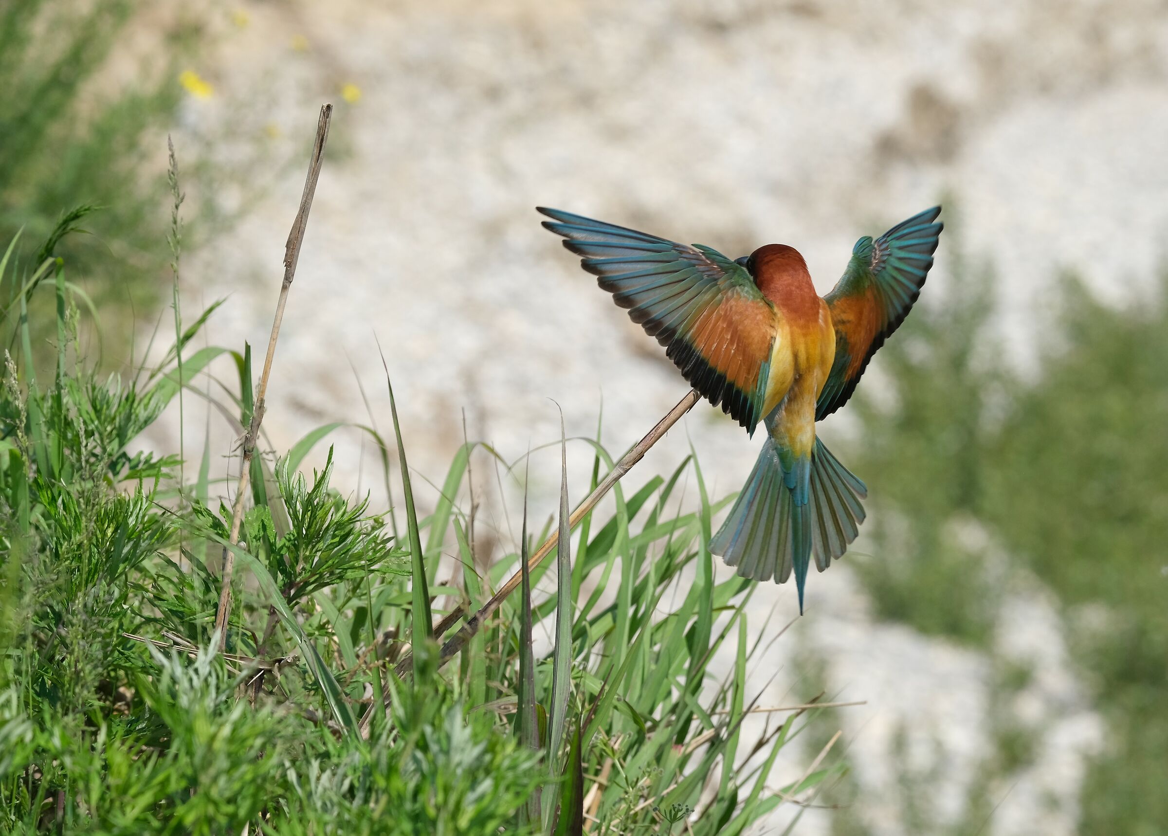 Bee eater landing
