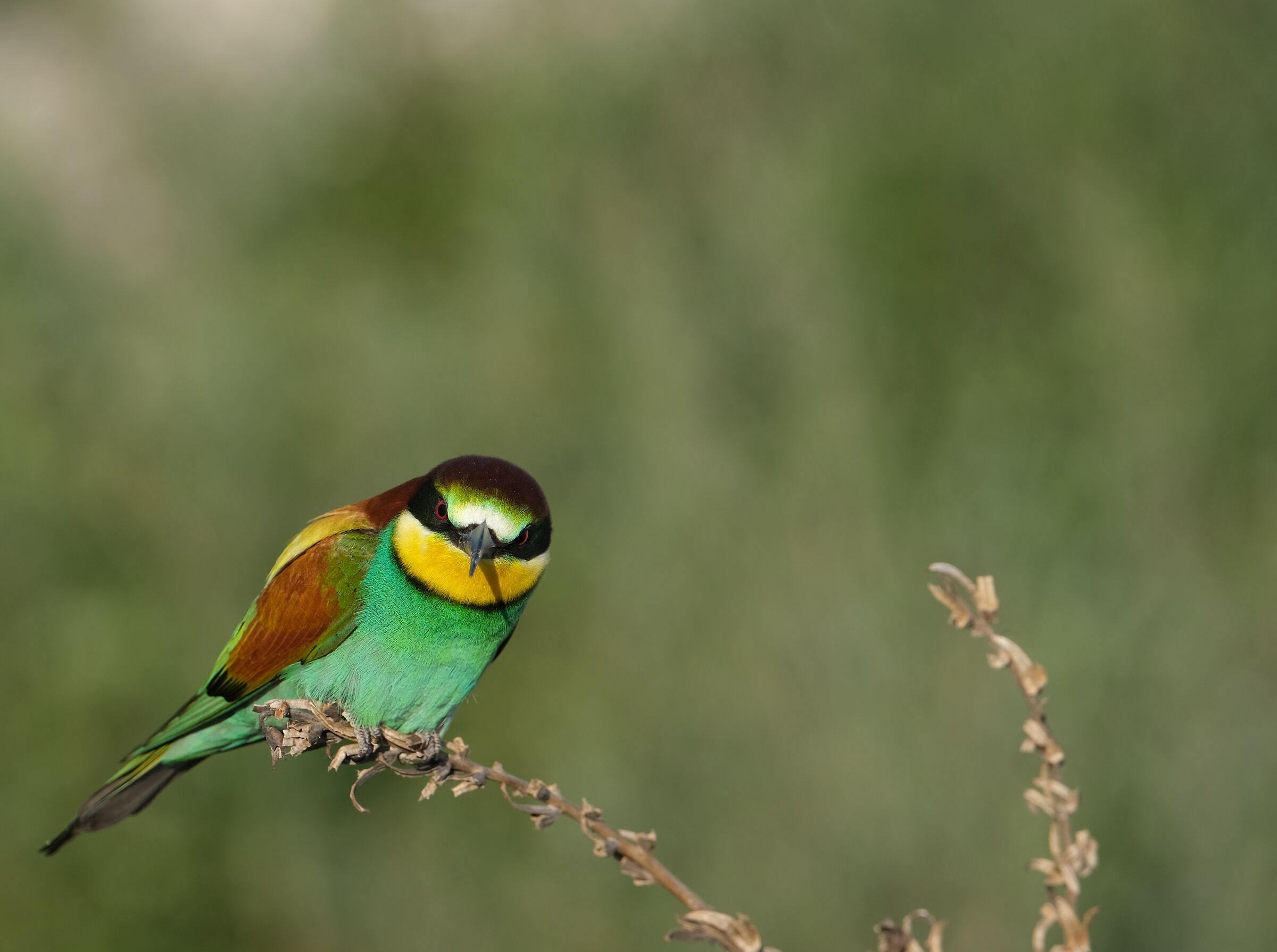 Gruccione arrabbiato