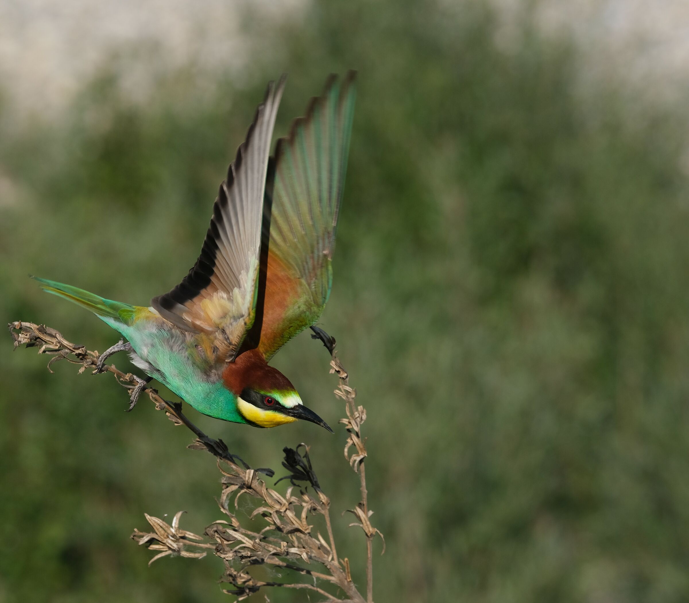 Bee eater take off