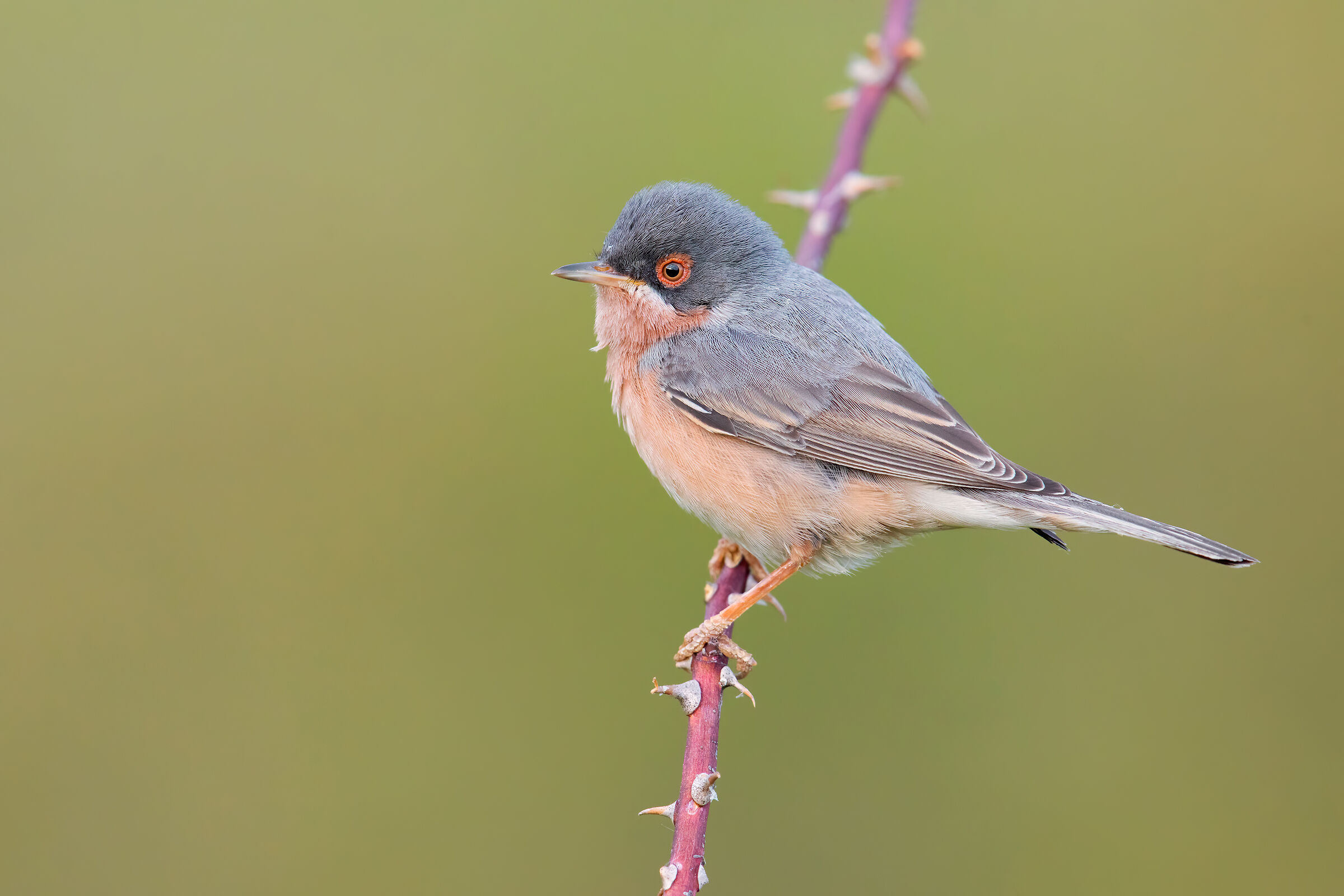 Moltoni's Sterpazzolina