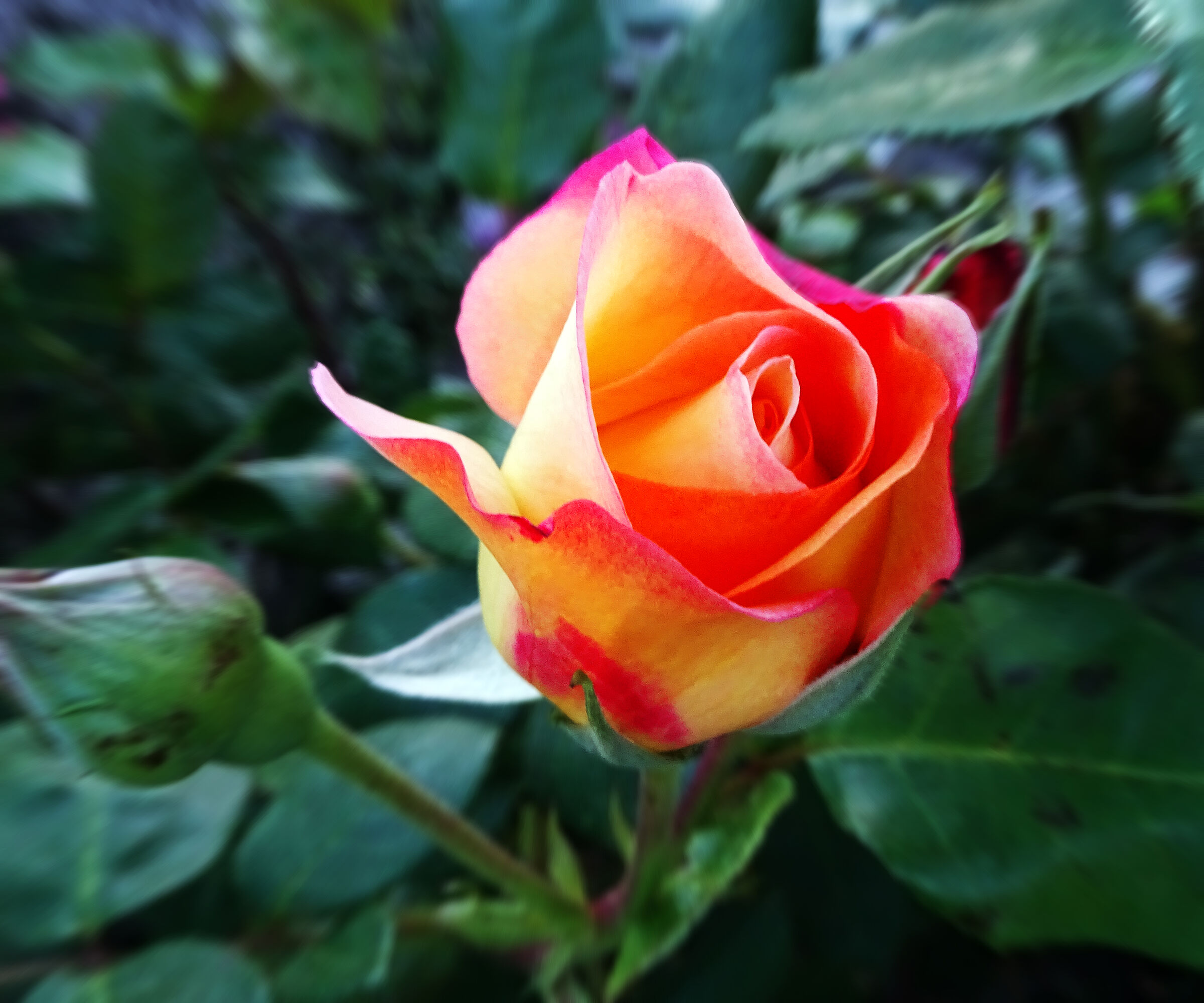 la bellezza di una rosa