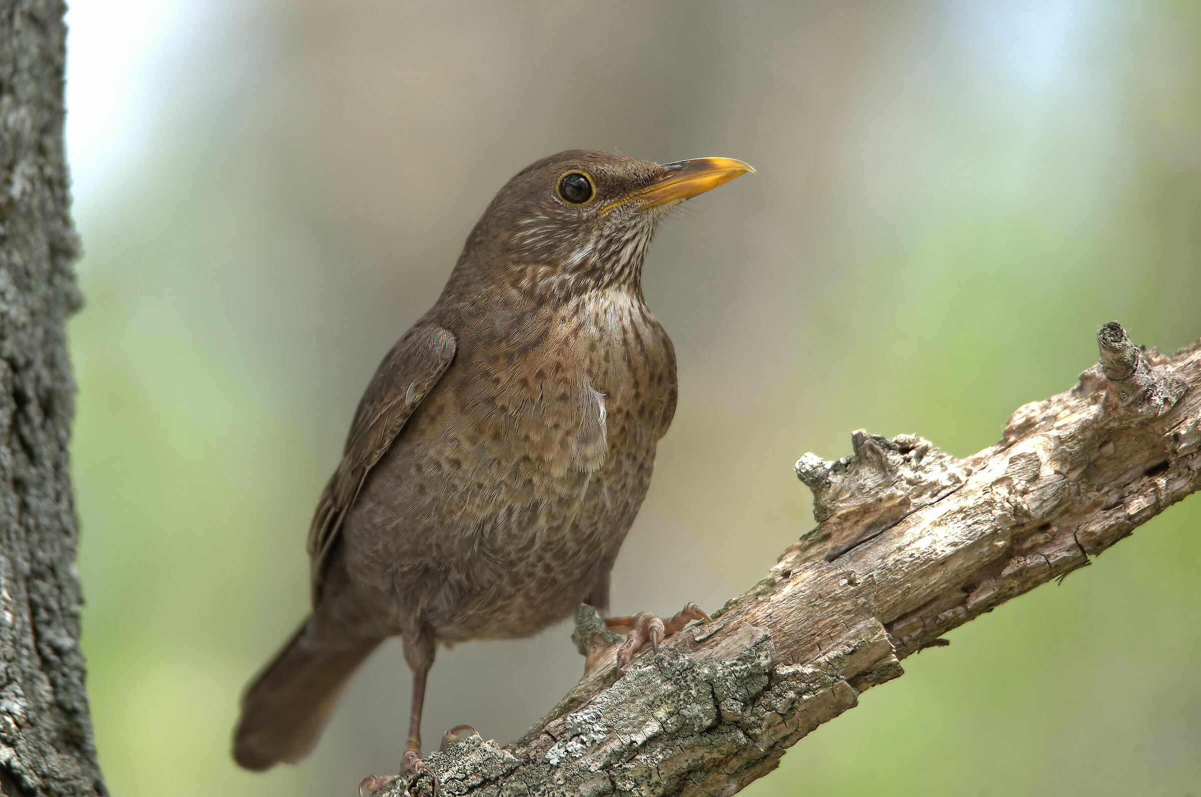 Female blackbird