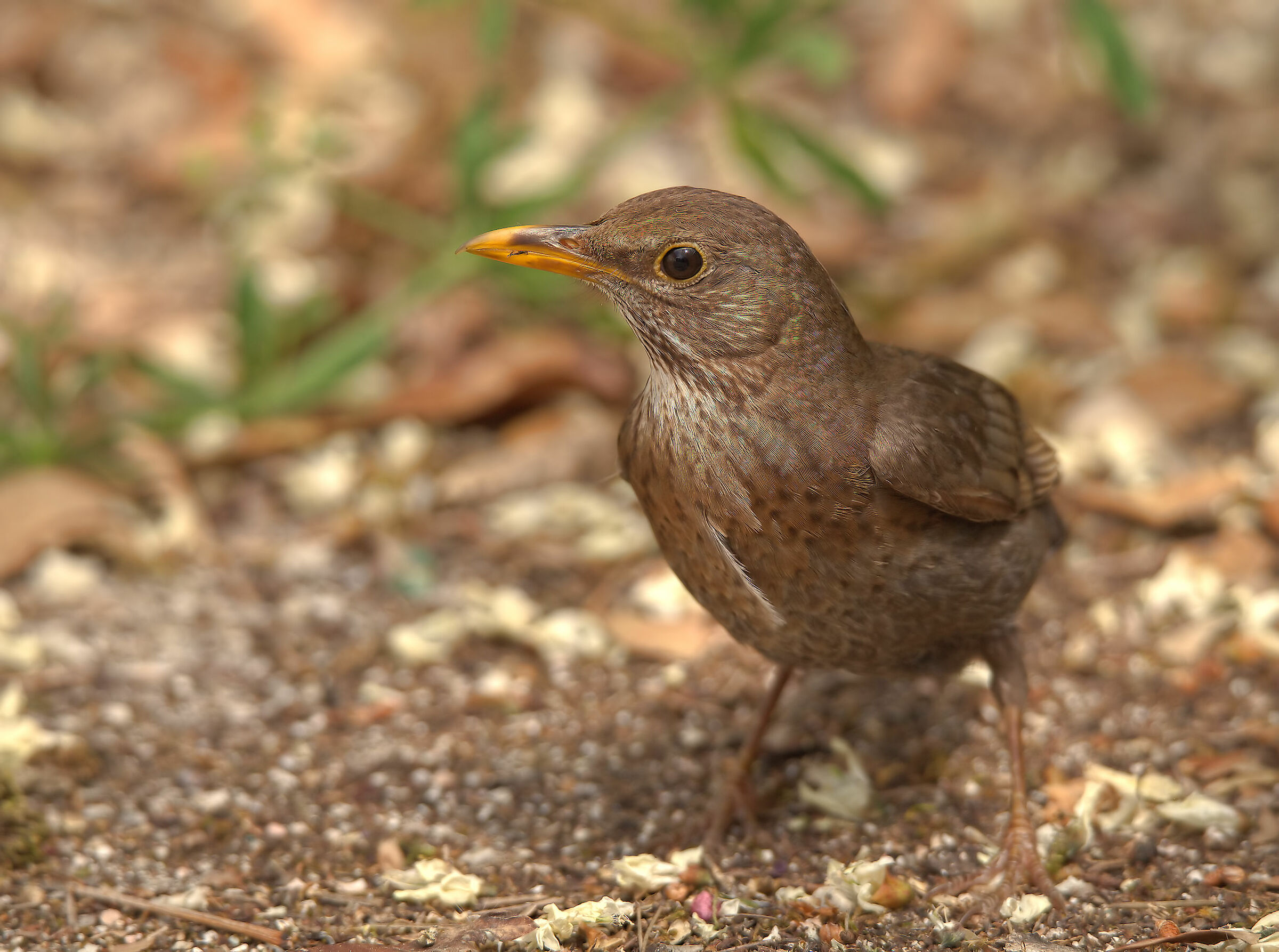 Female blackbird