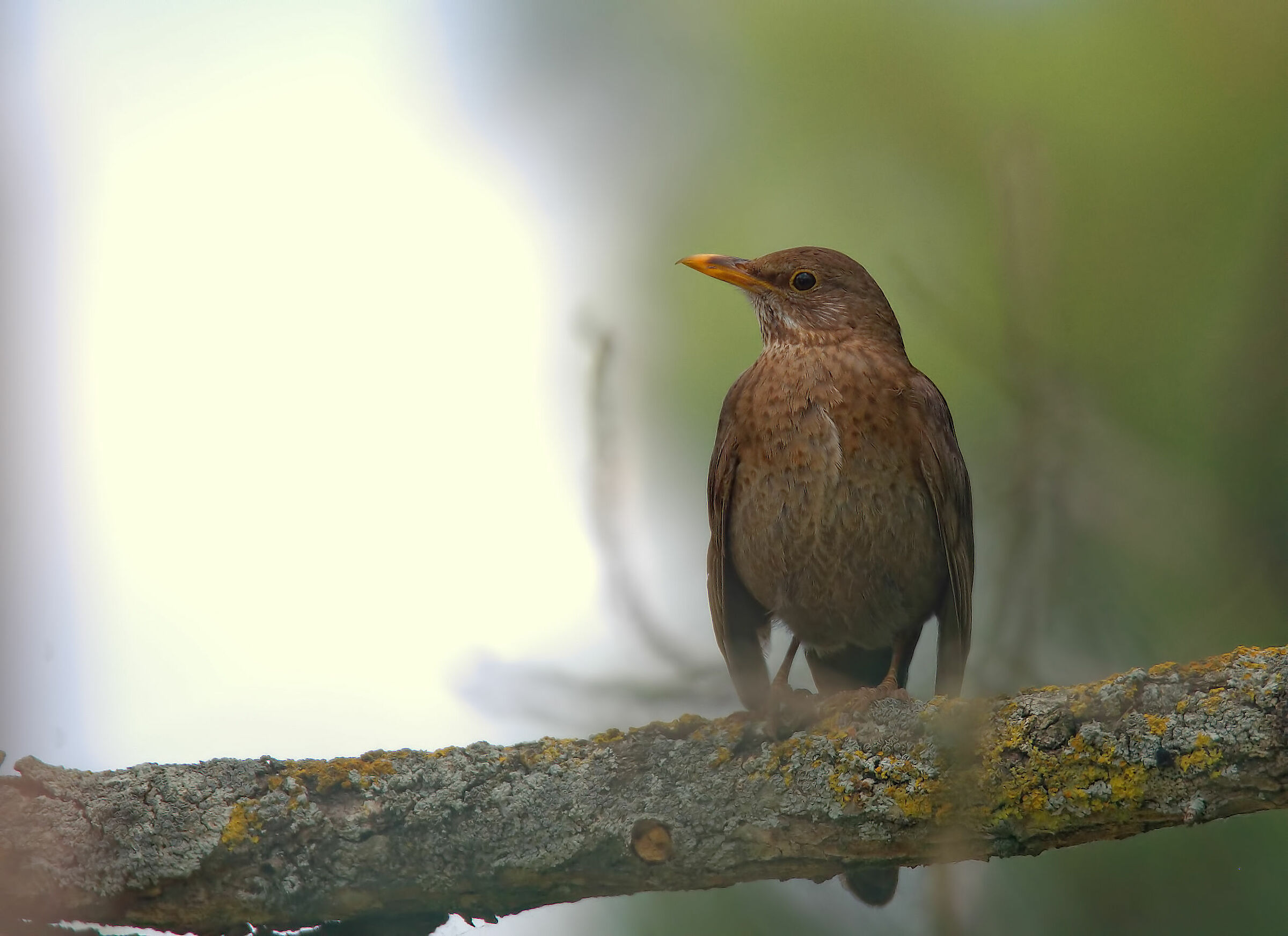 Female blackbird