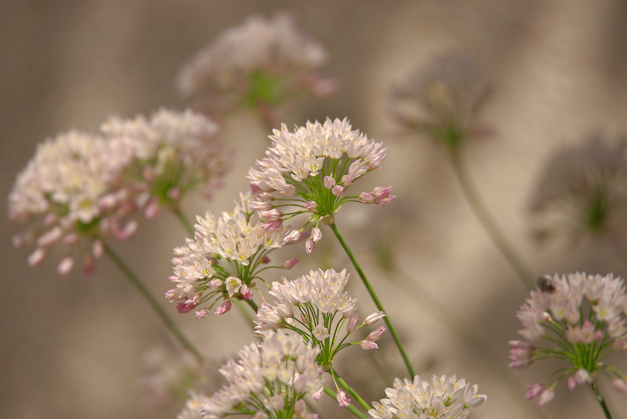 Wild garlic