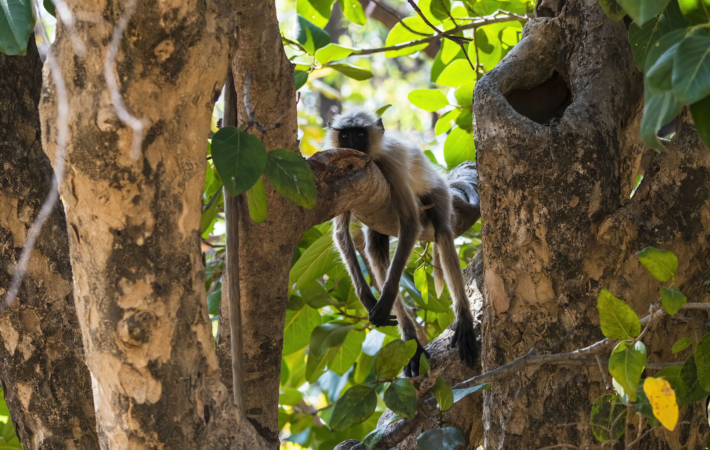 come mi ammazza la jungla a me