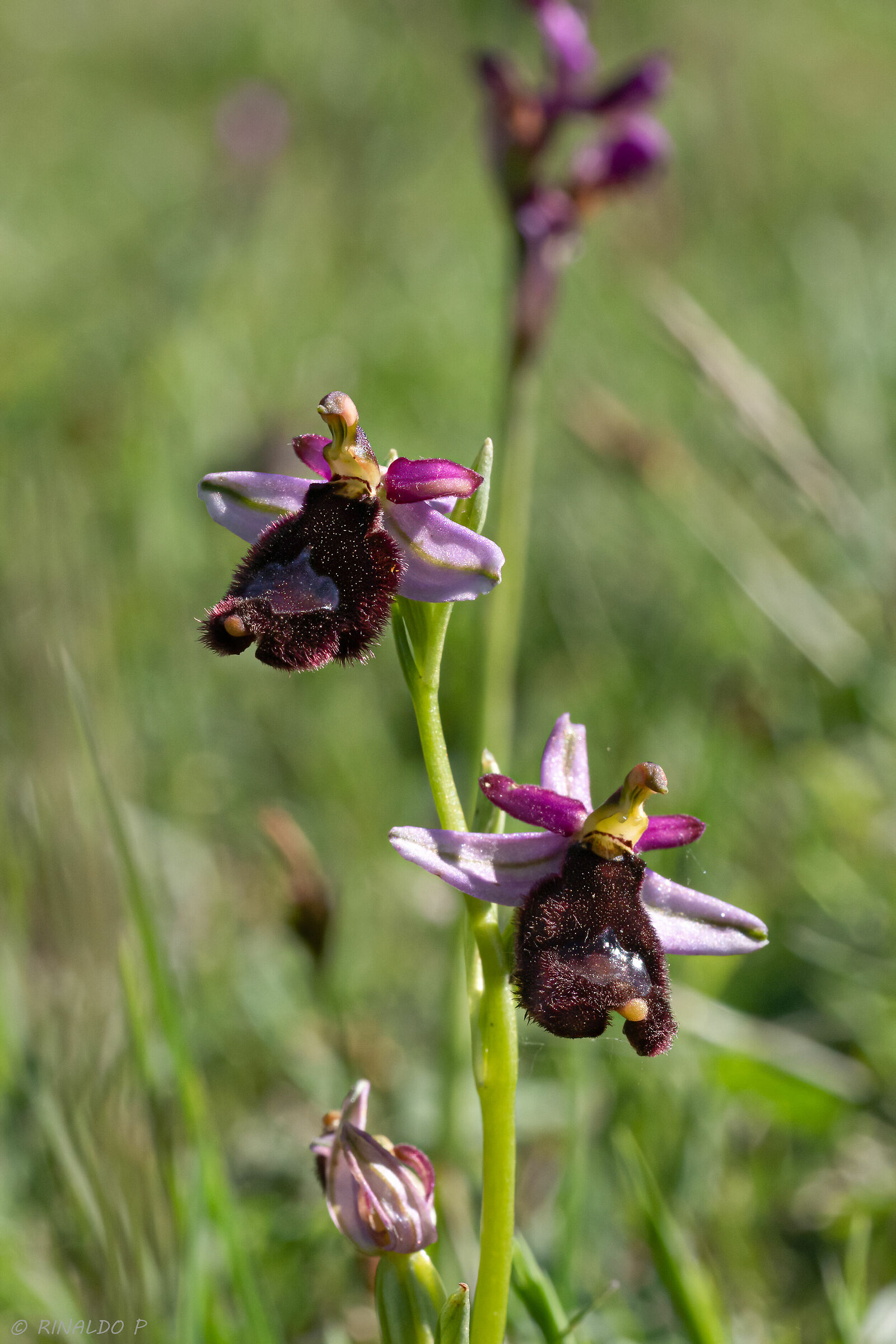 Ophrys bertolonii 1