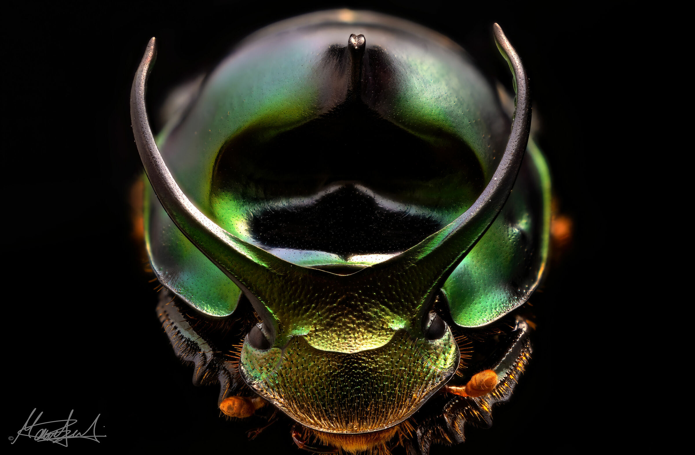 Onthophagus mouhouti