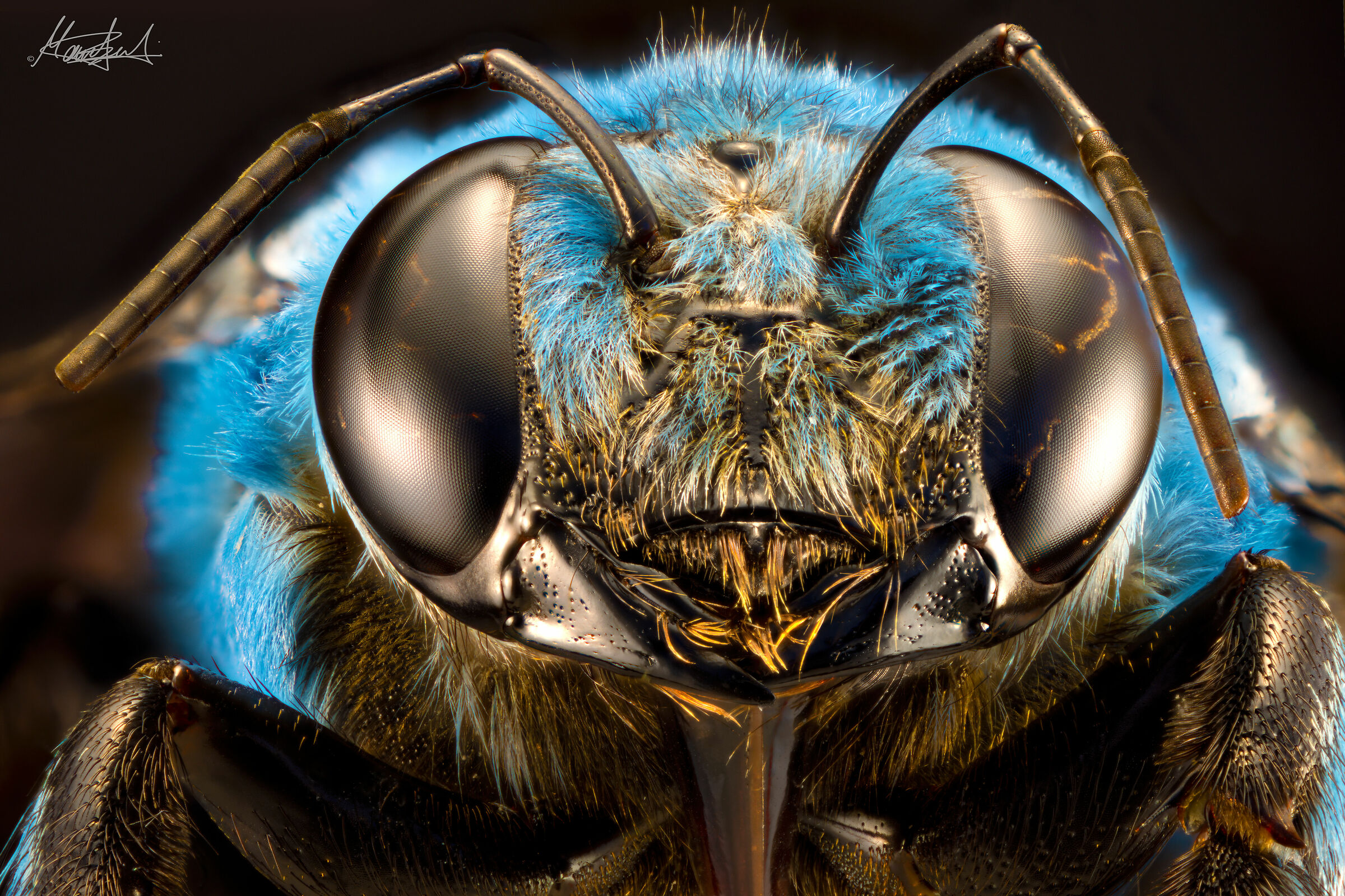Xylocopa caerulea